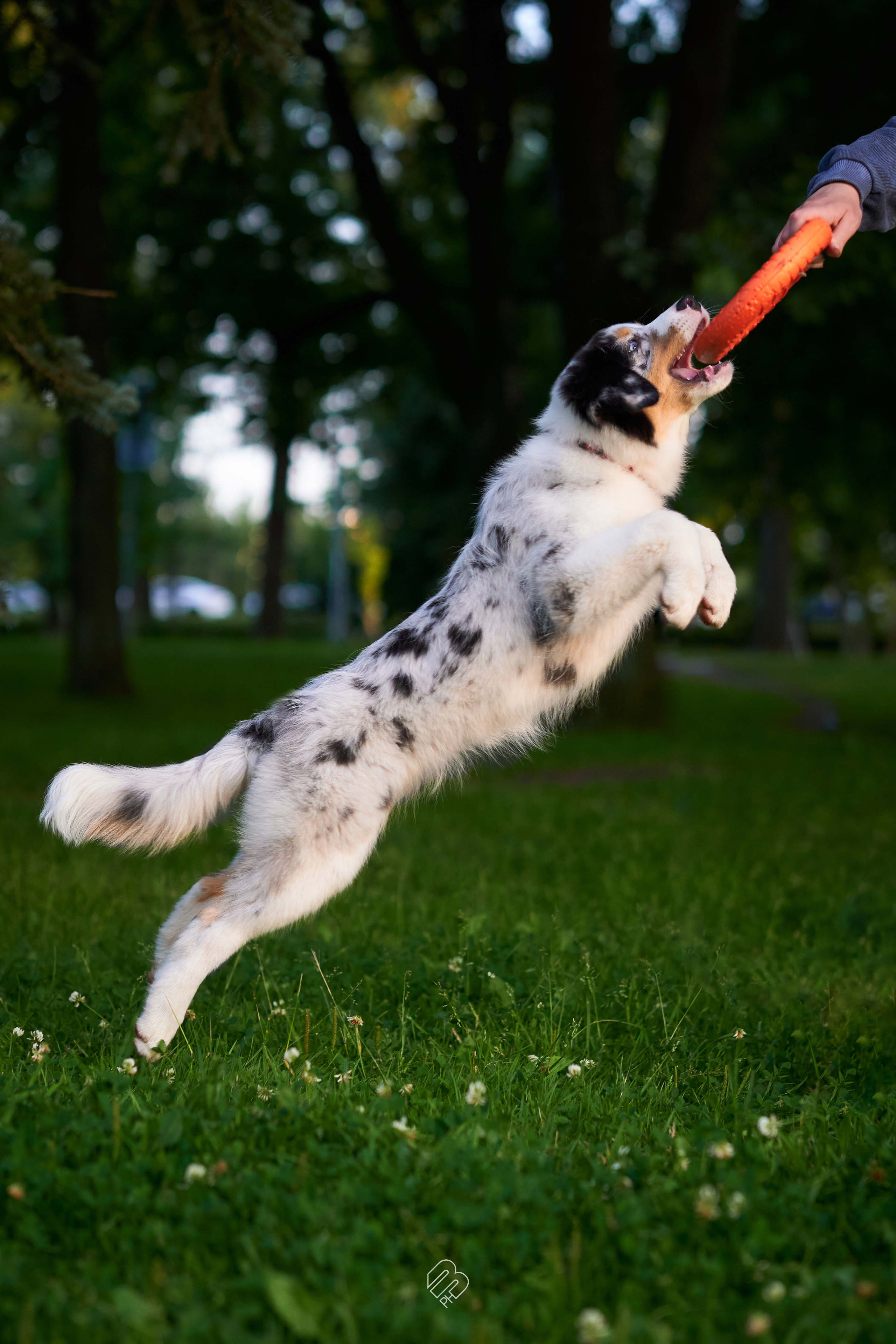 Прогулочные. Фотограф людей и животных в Санкт-Петербурге Марина Бурмистрова