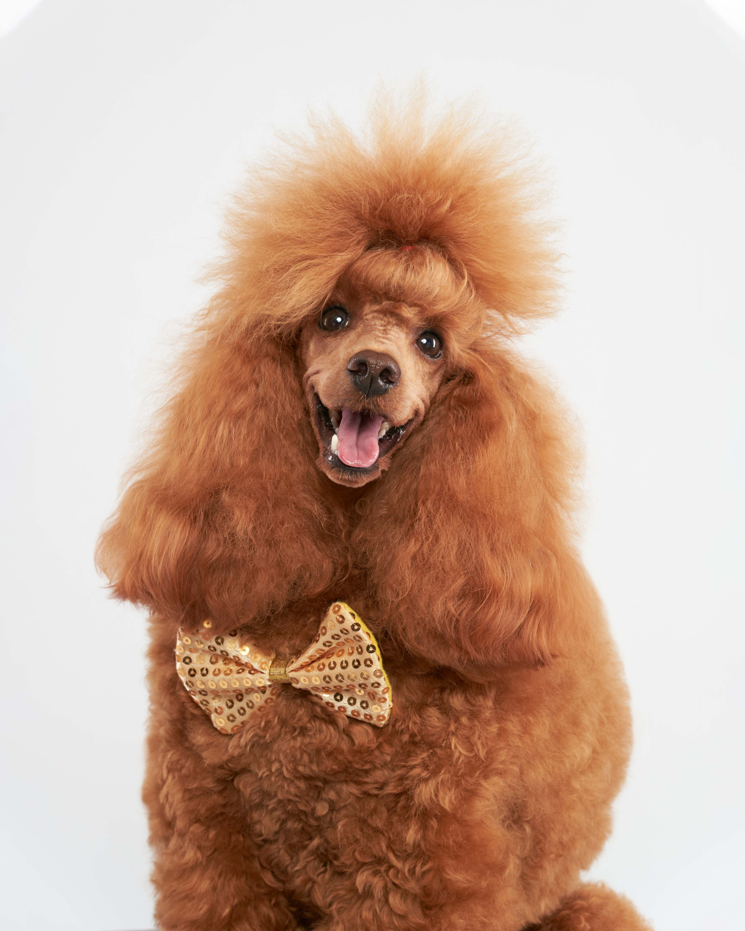 Студийные. Фотограф людей и животных в Санкт-Петербурге Марина Бурмистрова