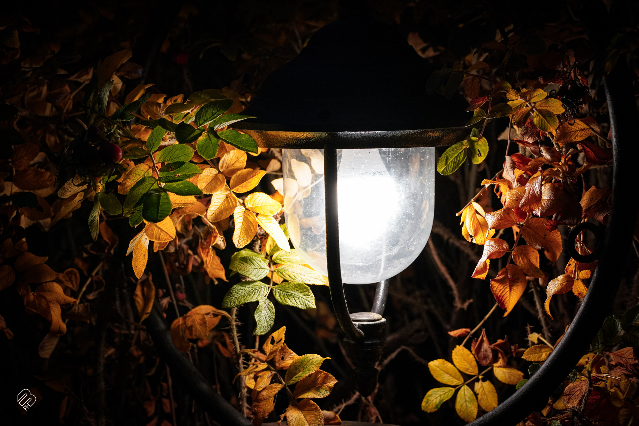 Прогулка у ресторана «Русская рыбалка». Фотограф людей и животных в Санкт-Петербурге Марина Бурмистрова