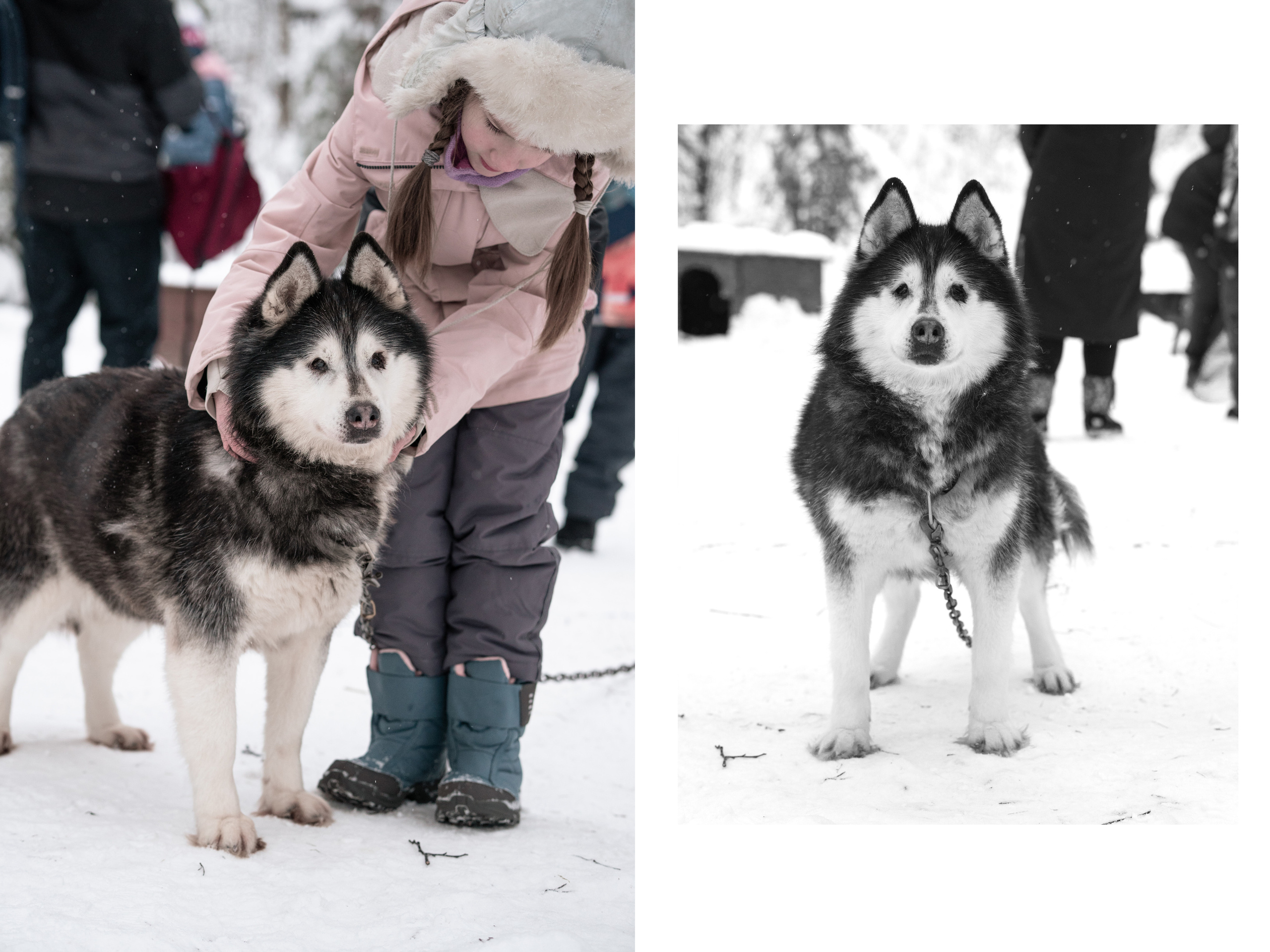 Прогулка с хаски в Пикник-парке ЛесОк. Фотограф людей и животных в Санкт-Петербурге Марина Бурмистрова