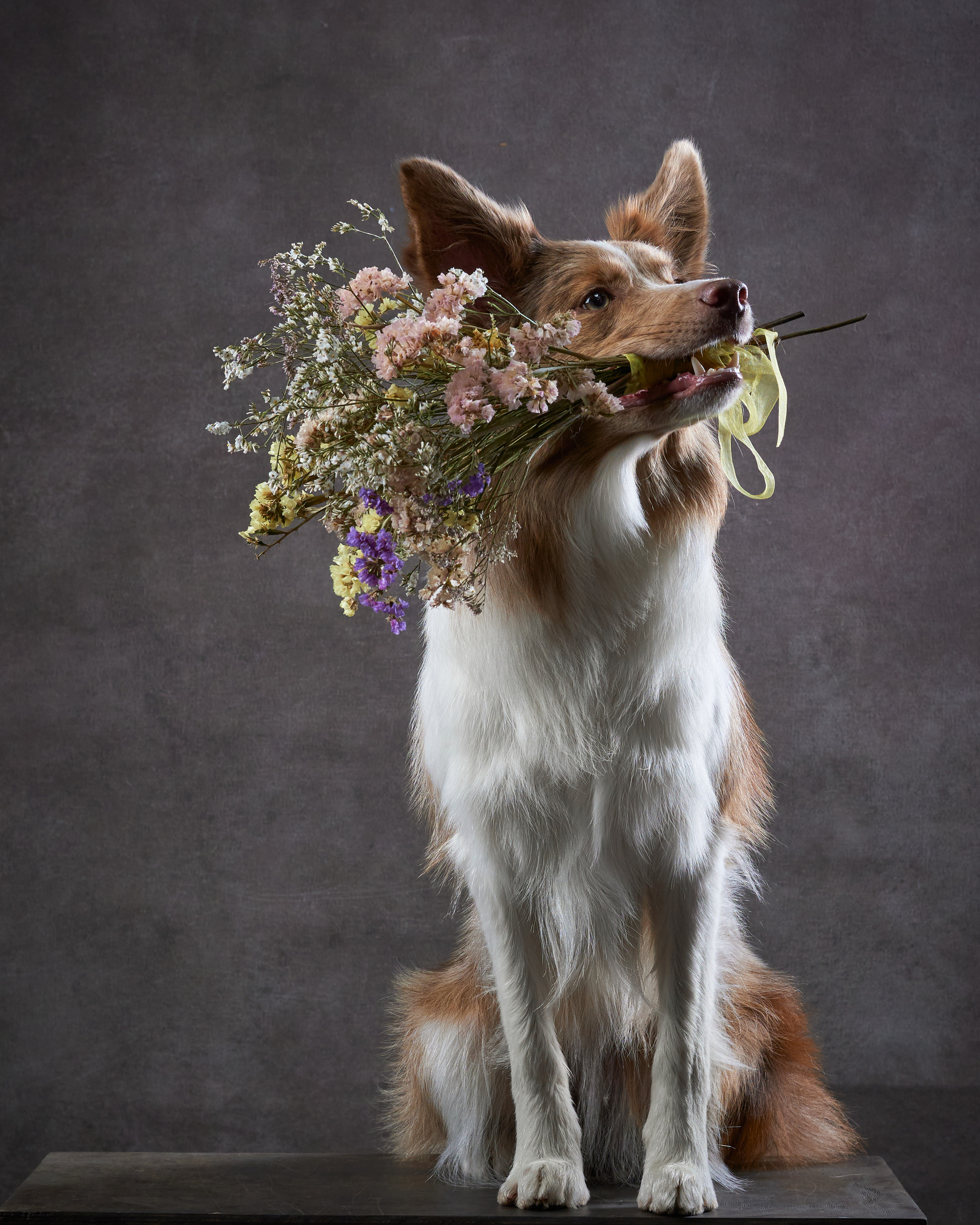Прощальная вечеринка в фотостудии «Анималистика». Фотограф людей и животных в Санкт-Петербурге Марина Бурмистрова