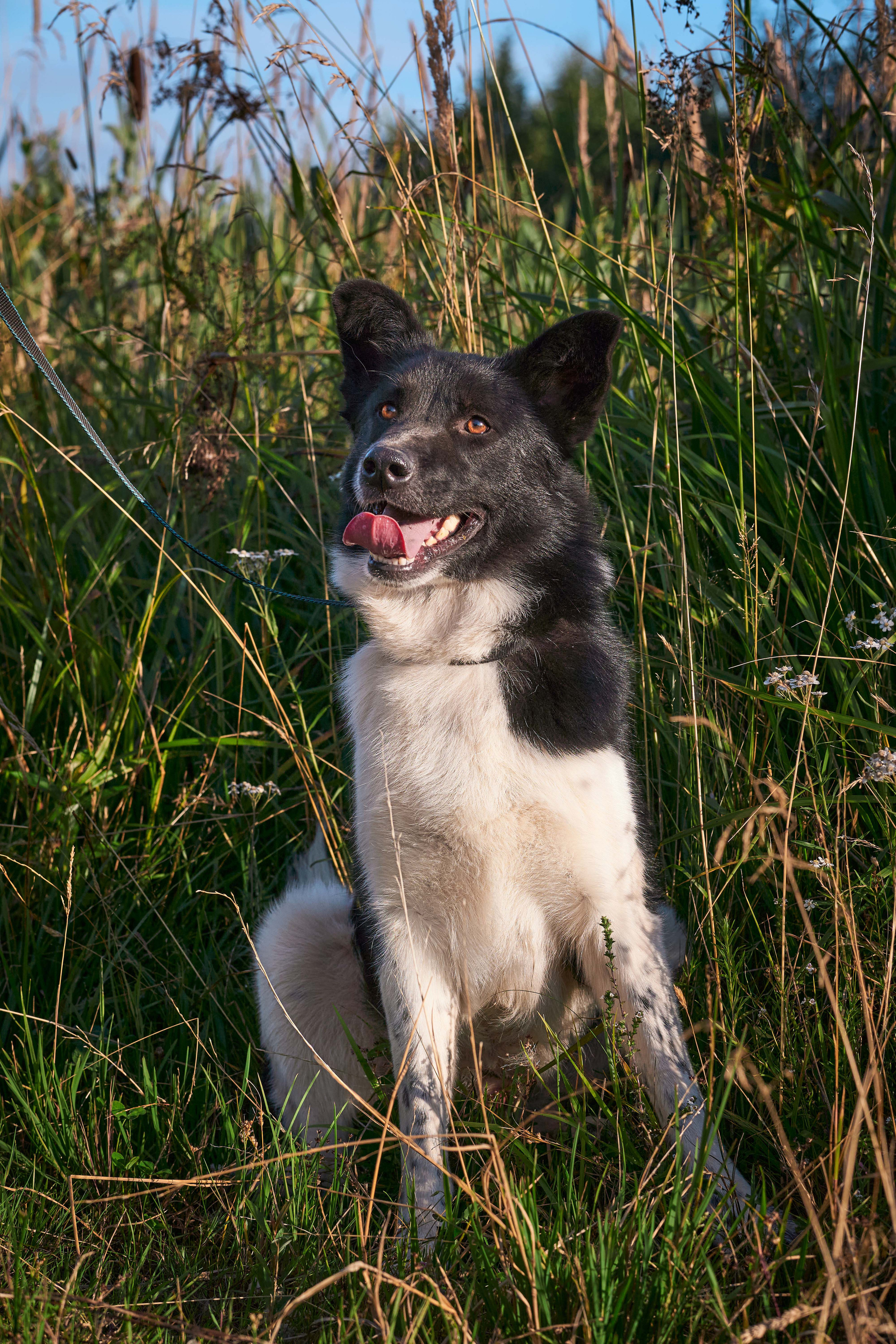 Съемка в приюте. Фотограф людей и животных в Санкт-Петербурге Марина Бурмистрова