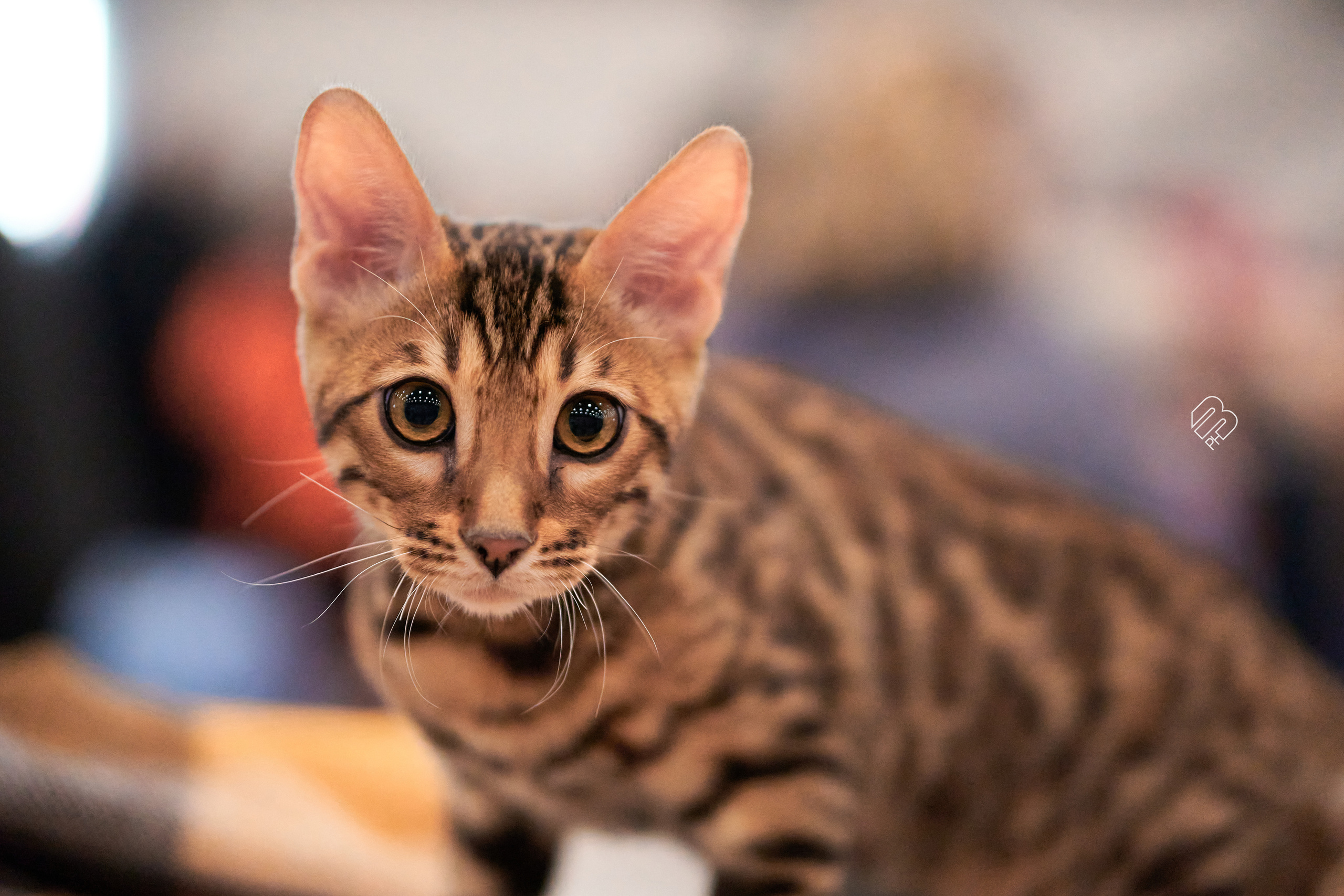 Выставка кошек в Экспофоруме. Фотограф людей и животных в Санкт-Петербурге Марина Бурмистрова