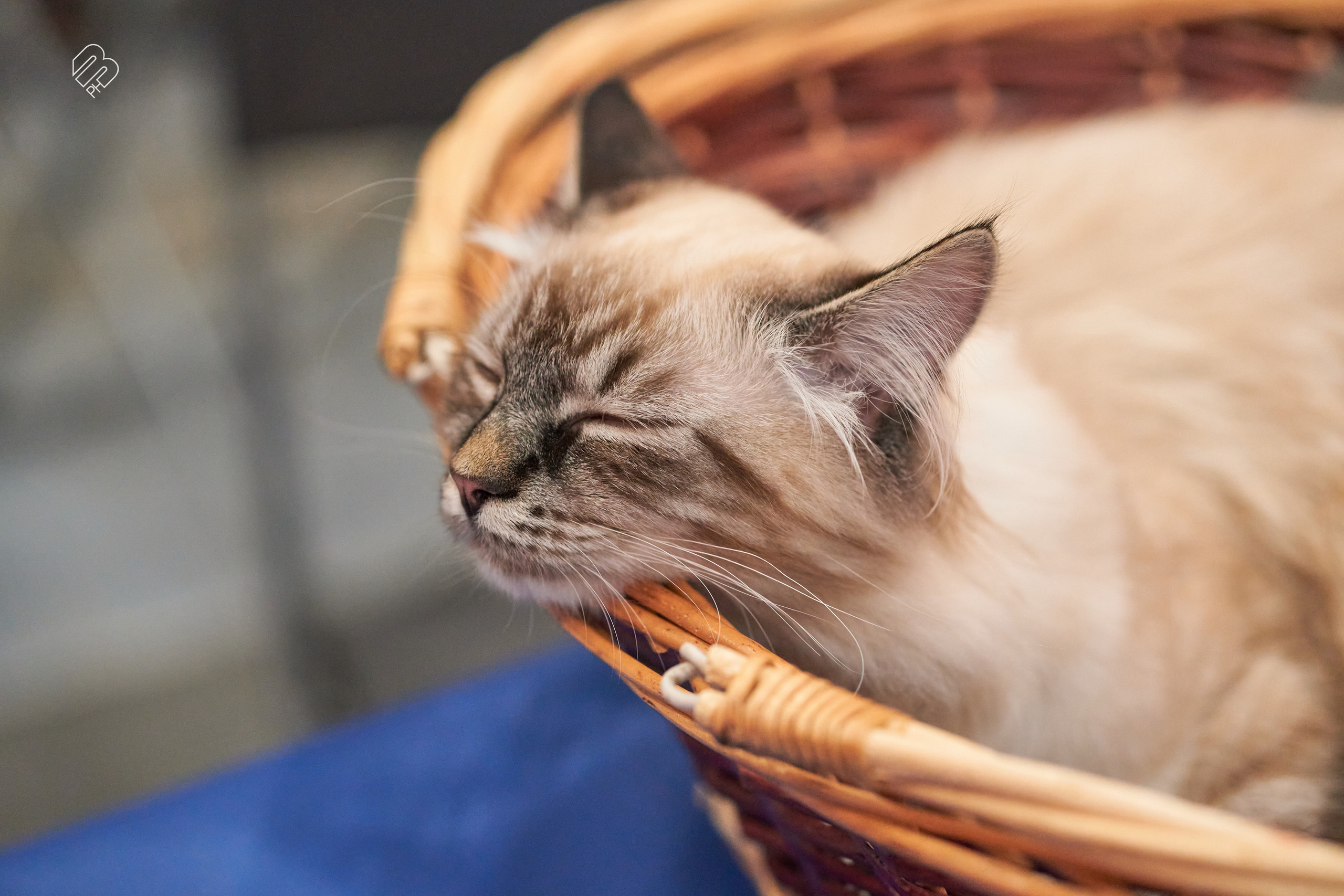 Выставка кошек в Экспофоруме. Фотограф людей и животных в Санкт-Петербурге Марина Бурмистрова