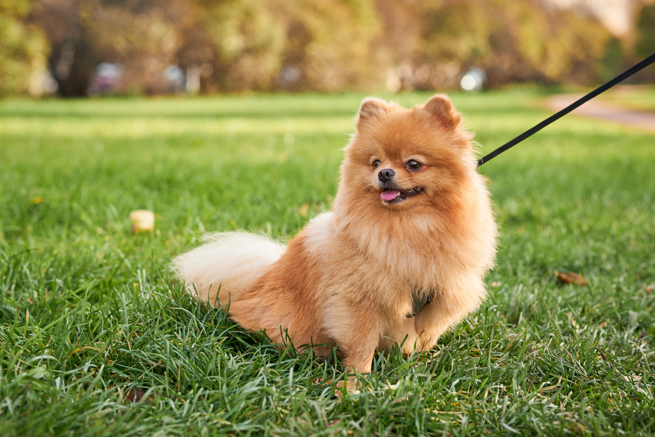 Случайные съемки. Фотограф людей и животных в Санкт-Петербурге Марина Бурмистрова