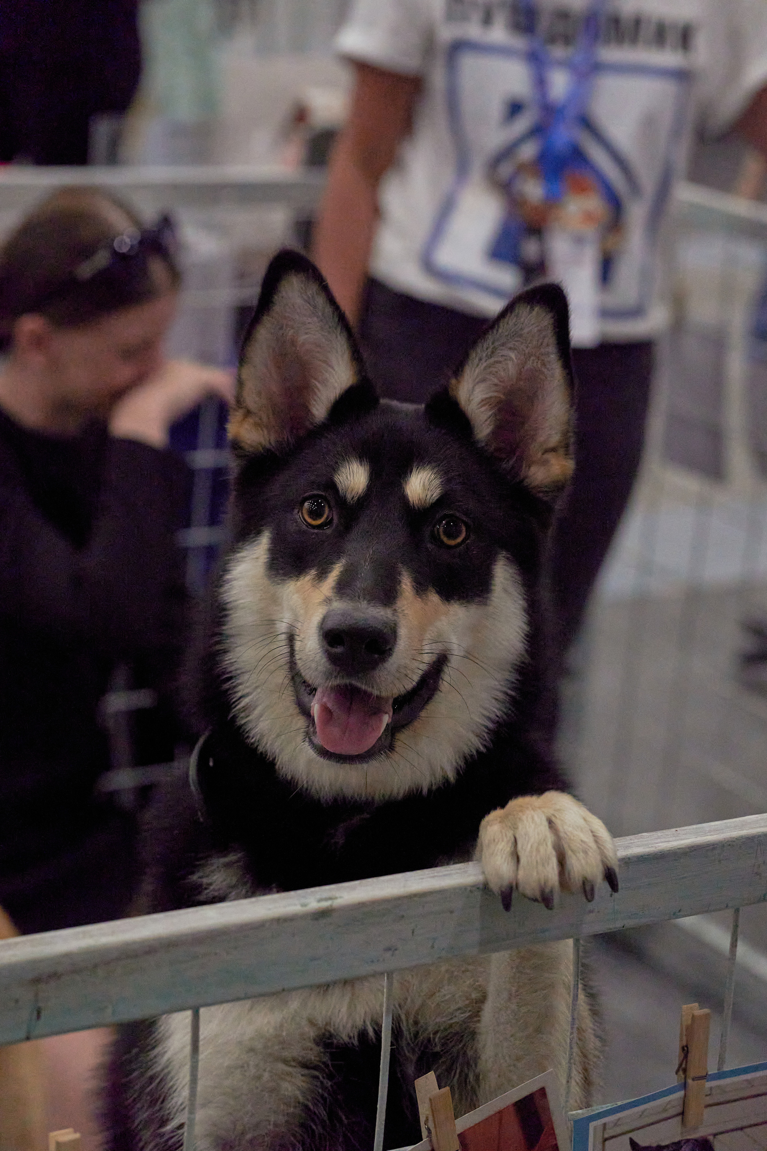 Репортаж с выставки собак в Экспофоруме. Фотограф людей и животных в Санкт-Петербурге Марина Бурмистрова