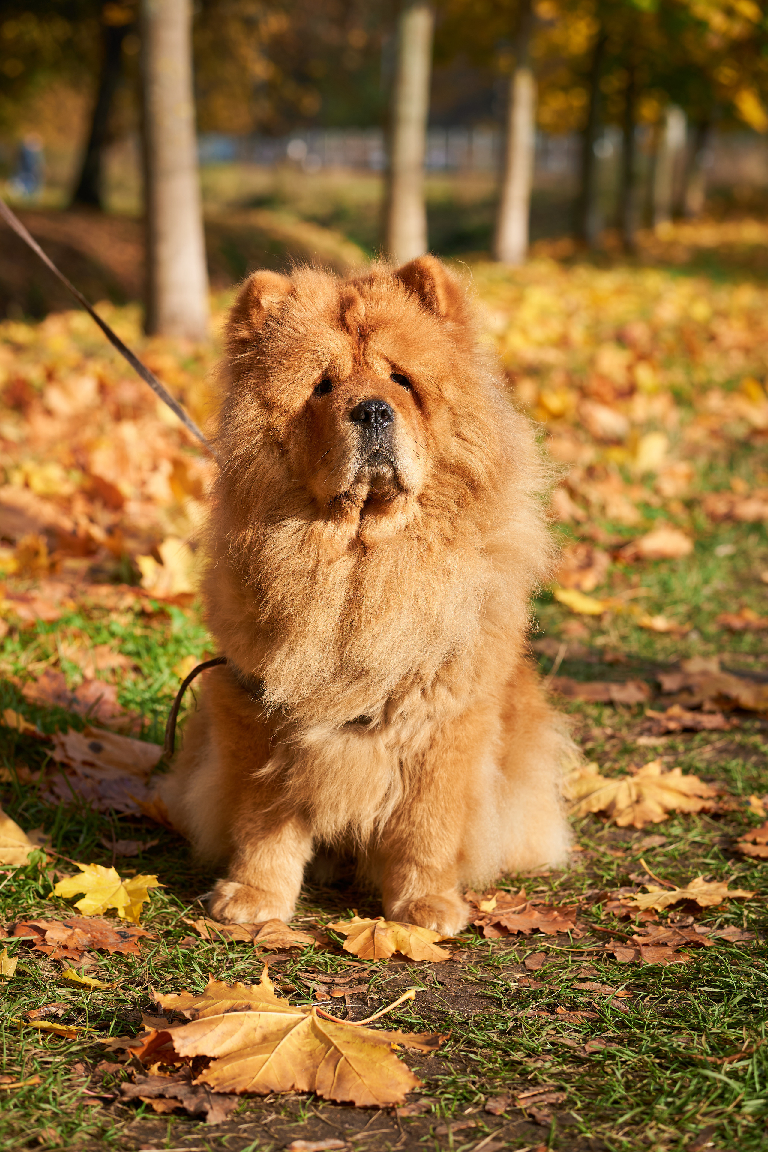 Случайные съемки. Фотограф людей и животных в Санкт-Петербурге Марина Бурмистрова