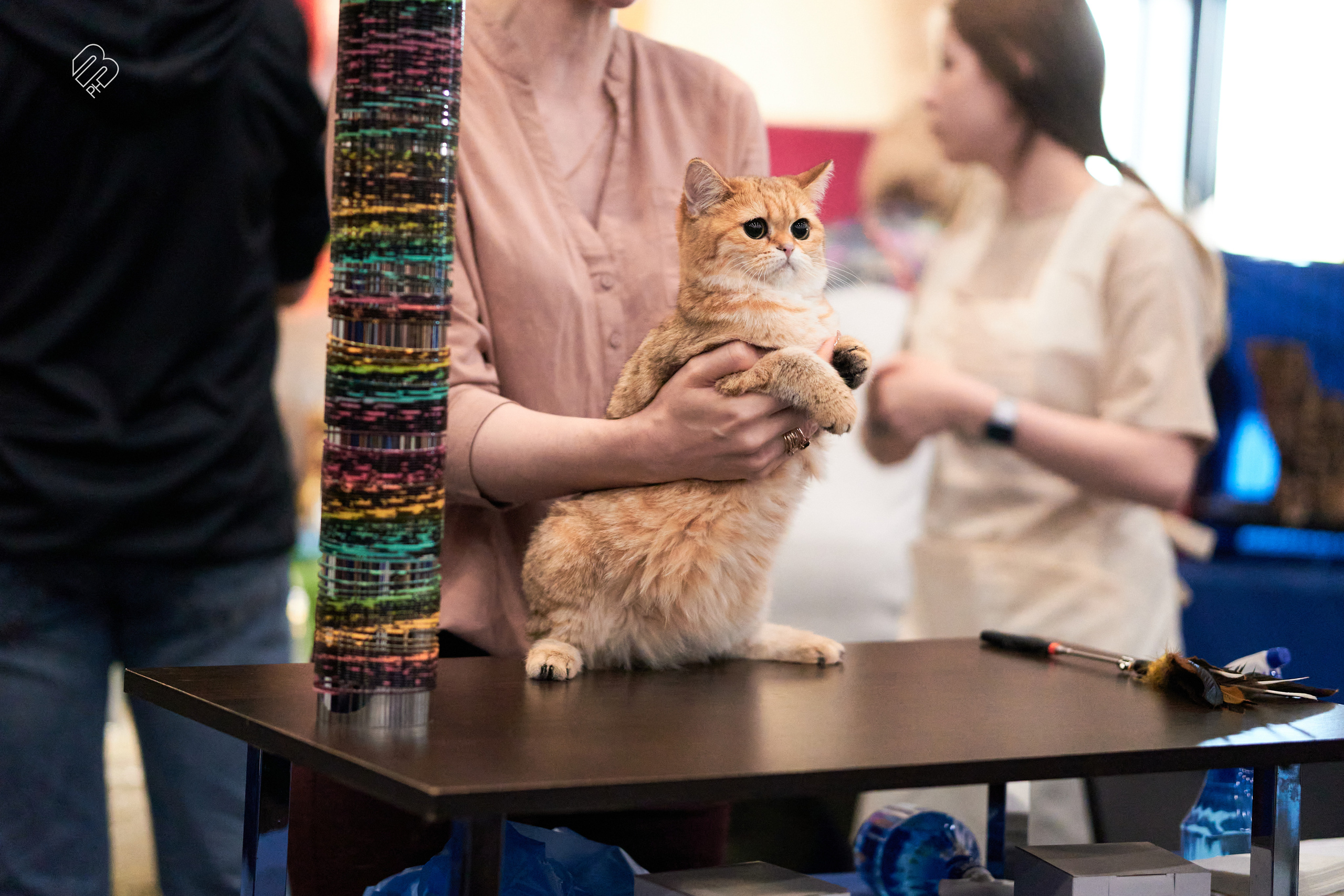 Выставка кошек в Экспофоруме. Фотограф людей и животных в Санкт-Петербурге Марина Бурмистрова