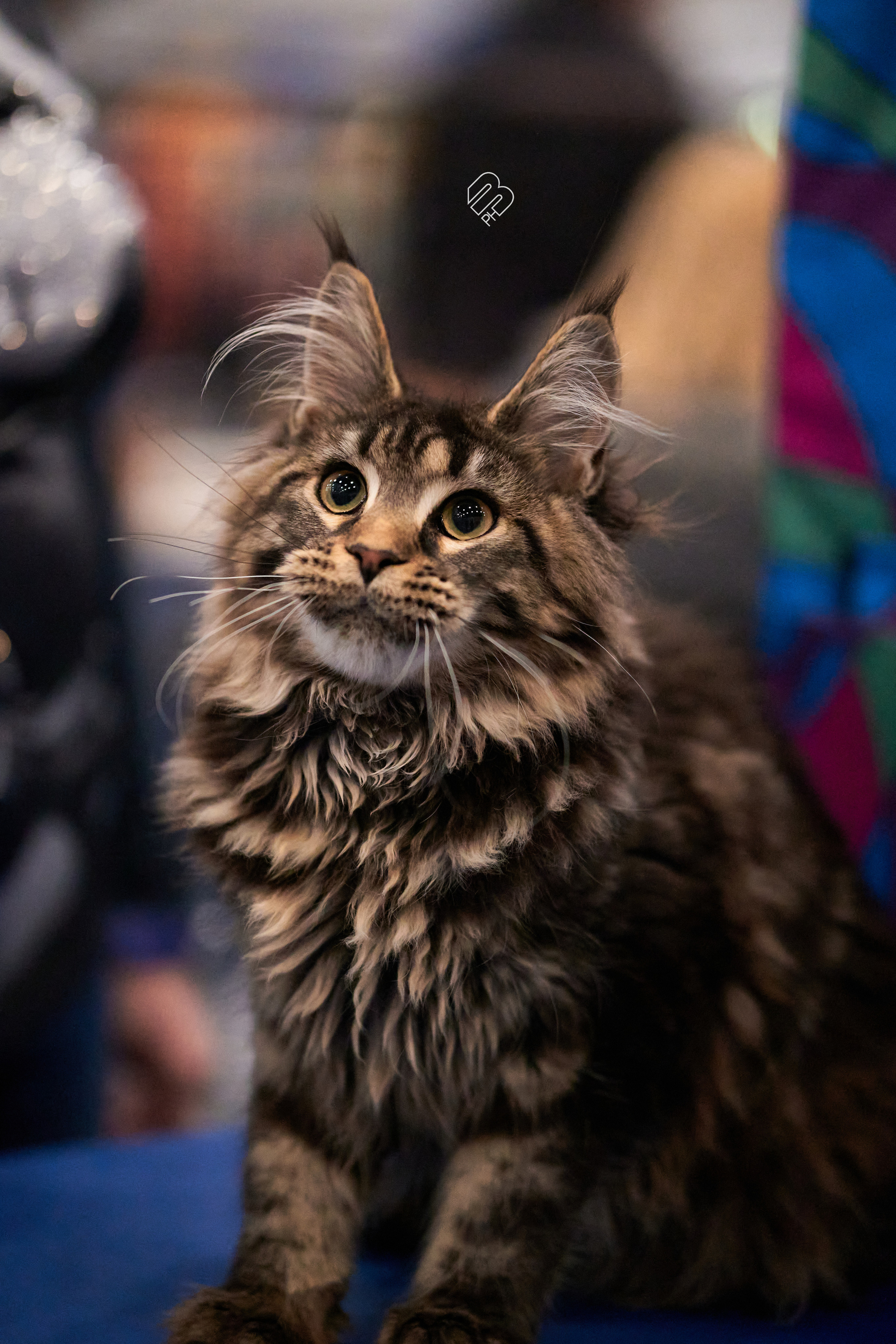 Выставка кошек в Экспофоруме. Фотограф людей и животных в Санкт-Петербурге Марина Бурмистрова