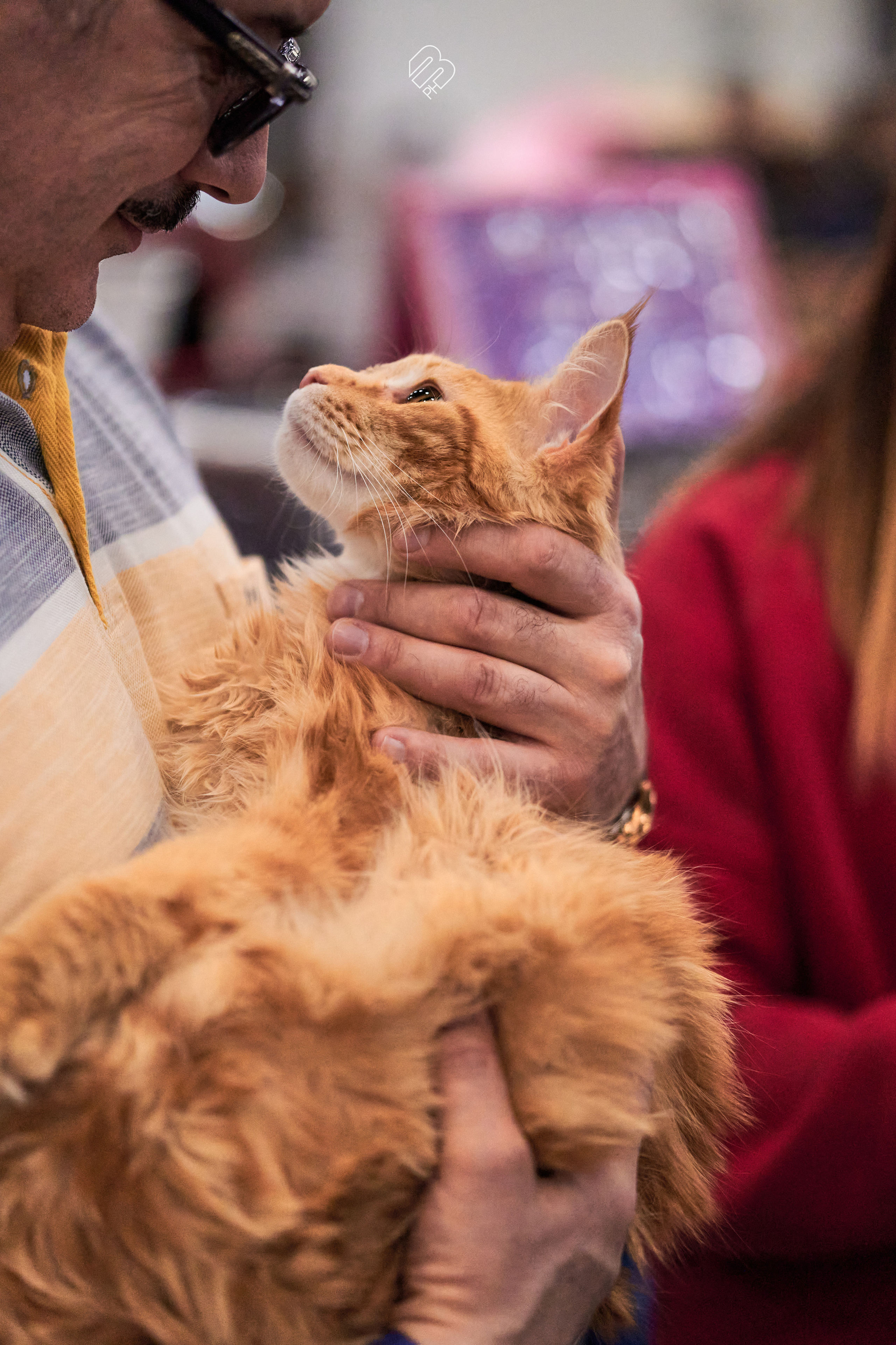 Выставка кошек в Экспофоруме. Фотограф людей и животных в Санкт-Петербурге Марина Бурмистрова