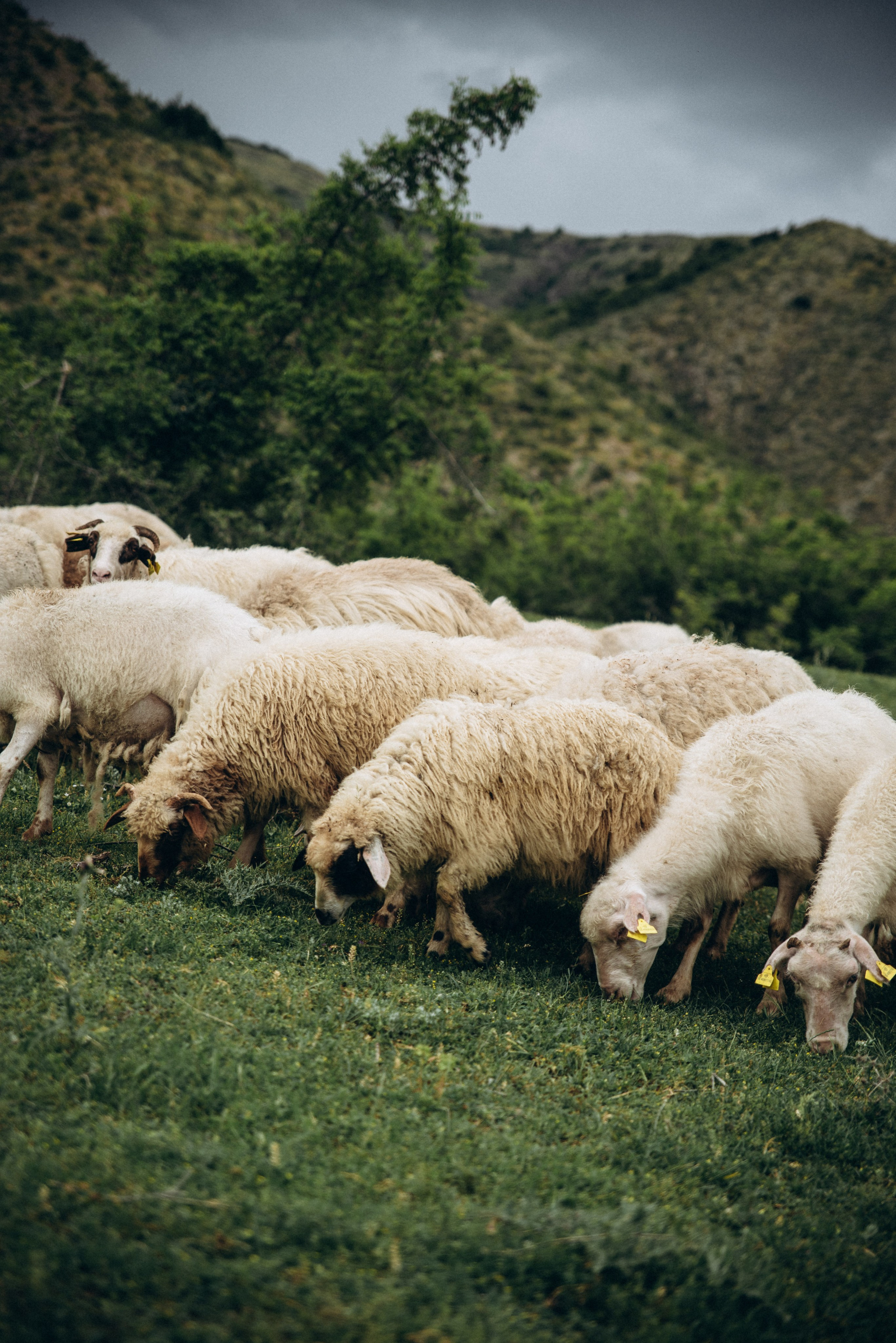 Коджори, Грузия 🇬🇪 «Honey Trip». Anita_photo