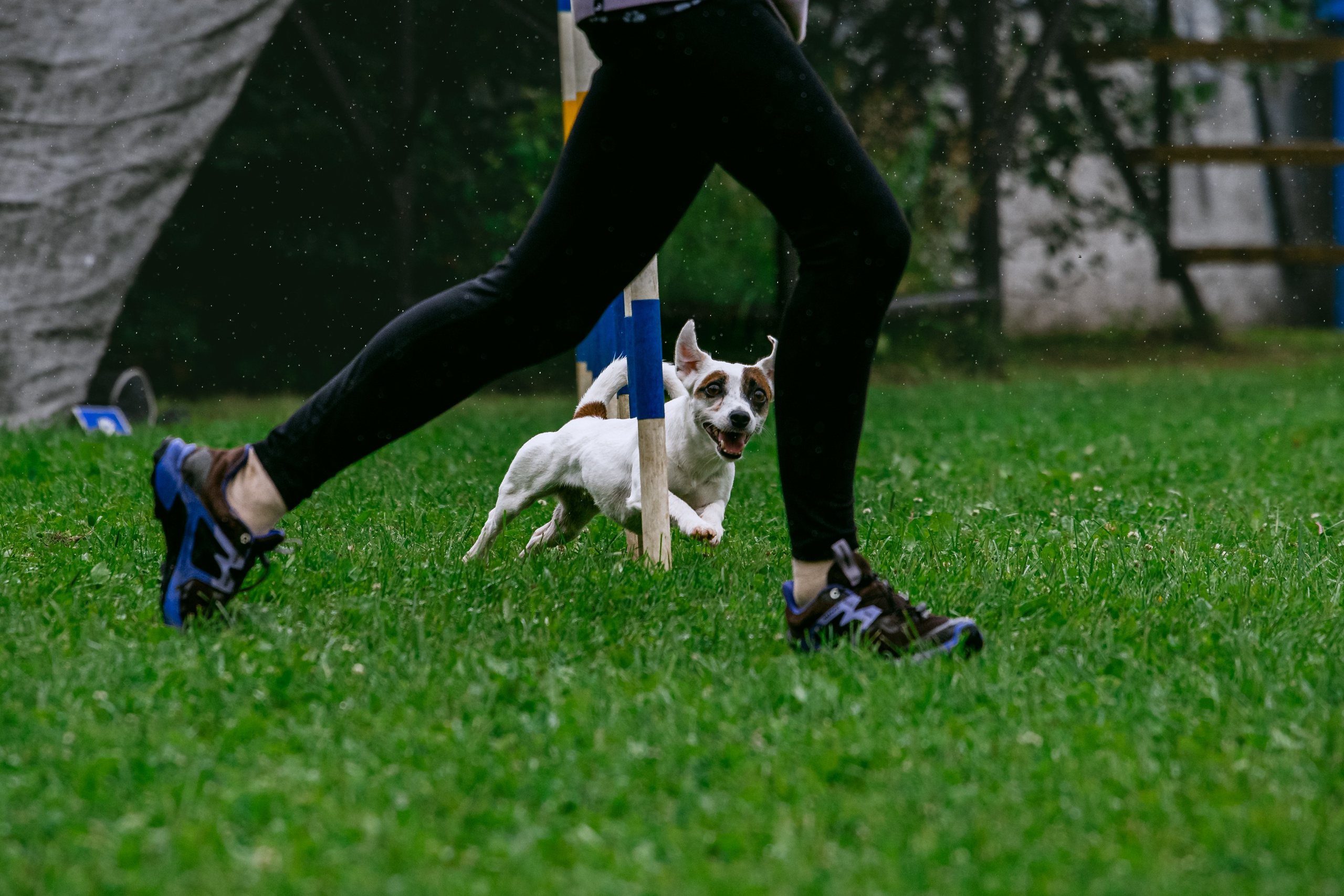 Соревнования по аджилити Долгопрудный 30.06.2025. Фотограф-анималист Татьяна Степанова