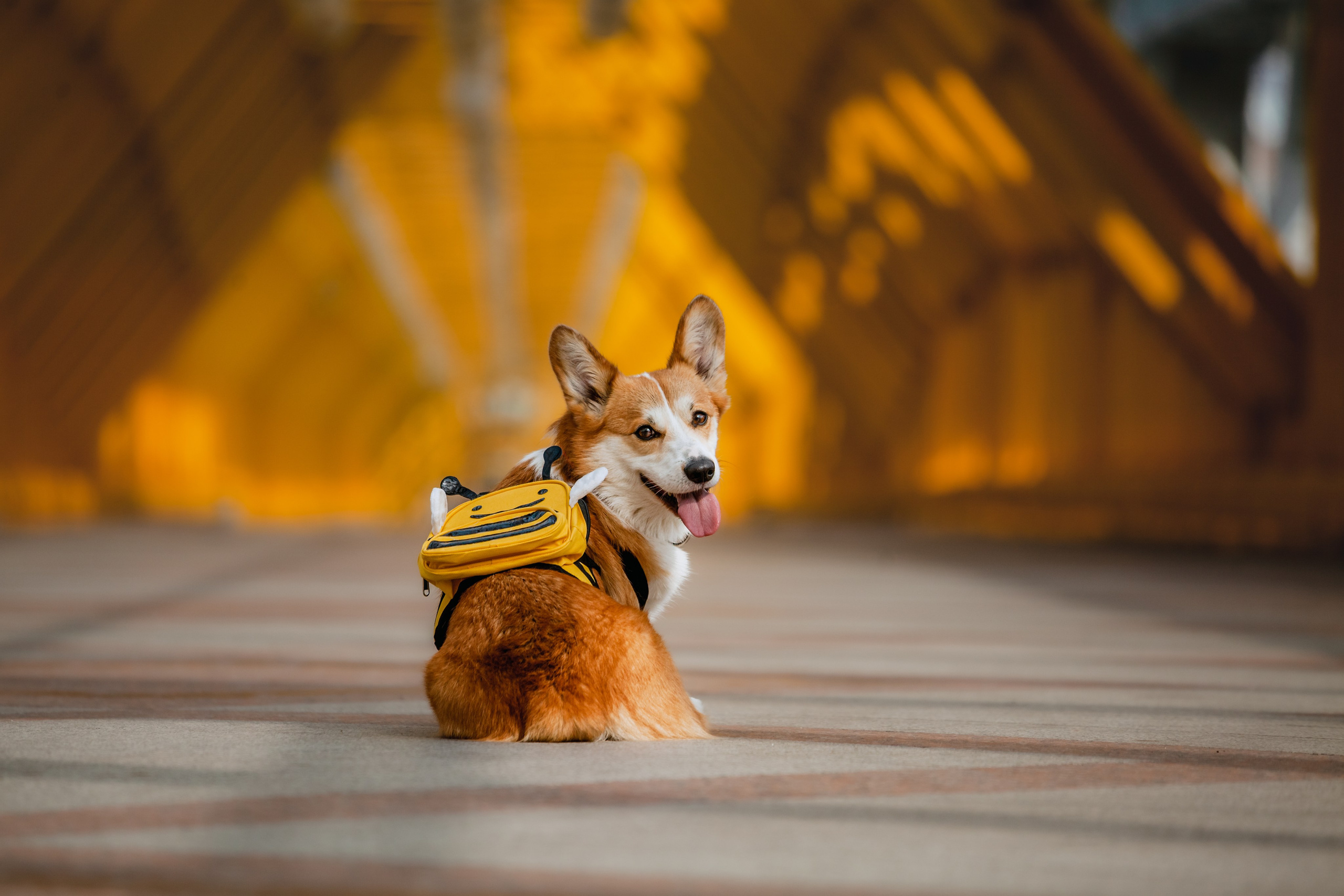 Андреевский мост. Фотограф-анималист Татьяна Степанова