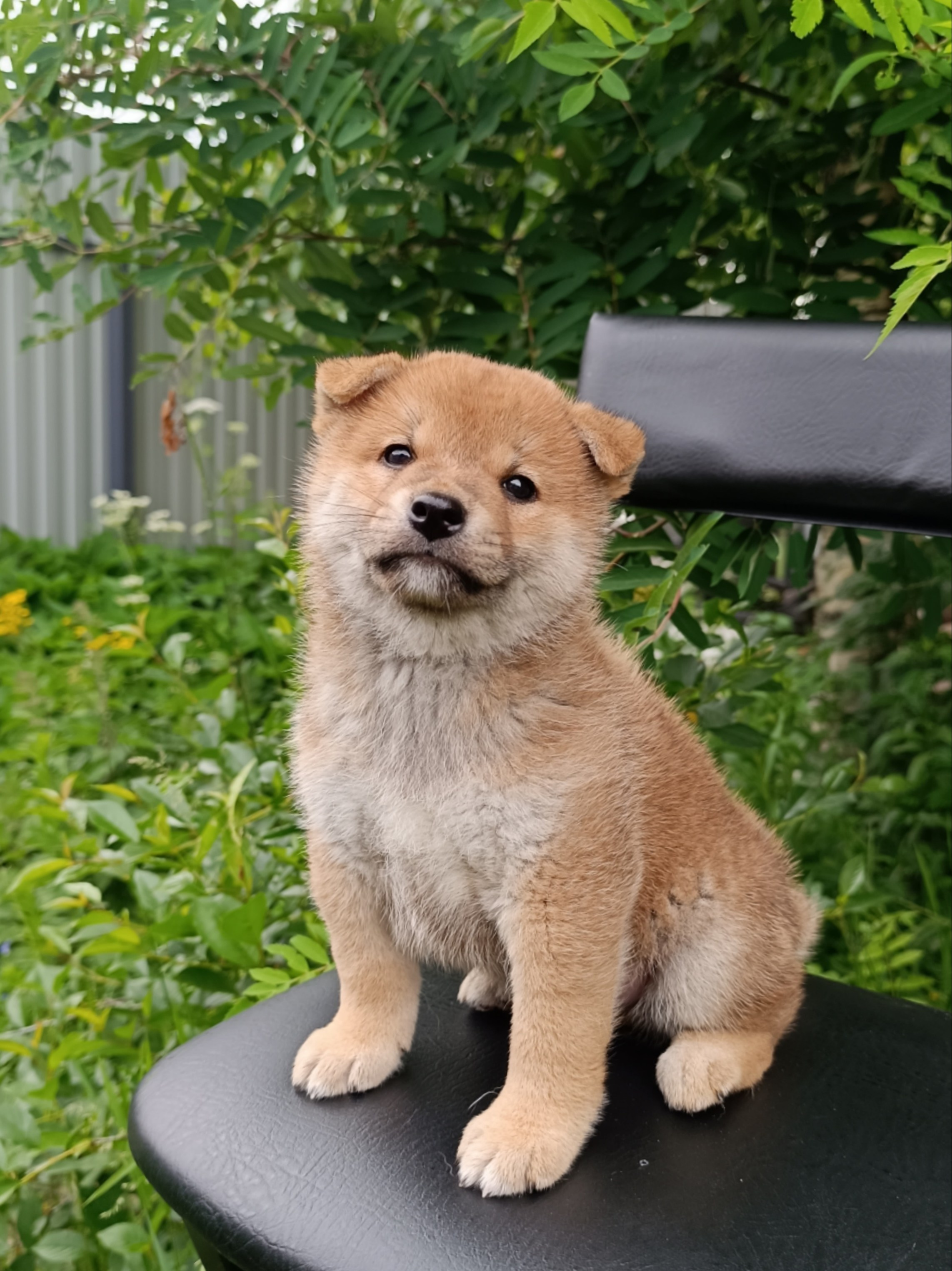 Сиба Rubylight Germes питомник Рубилайт