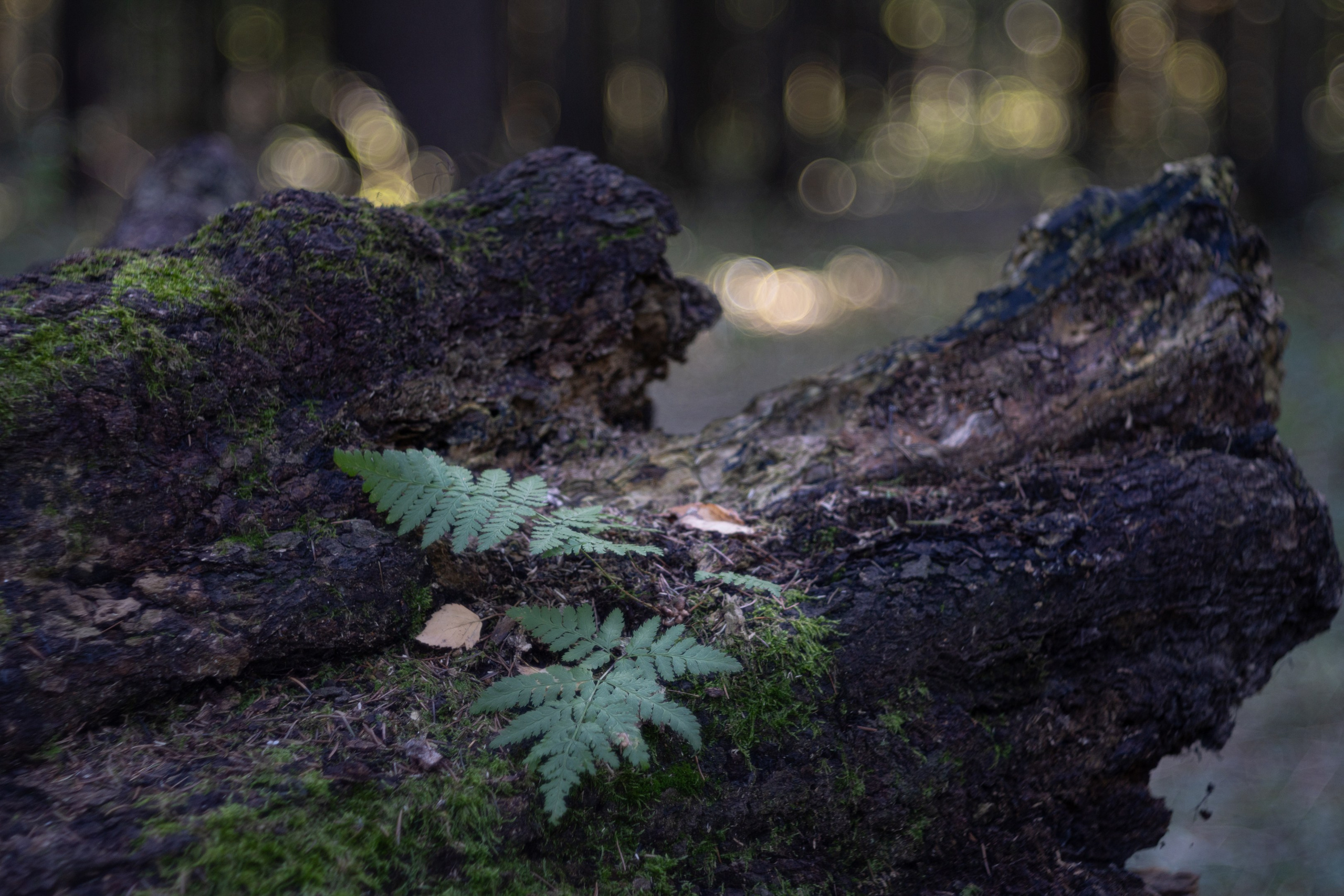 ПЕРЕДЕЛКИНО. ПОБУДЬ ЗДЕСЬ И ЦЕЛЕЕ БУДЕТ ЭТОТ МИР