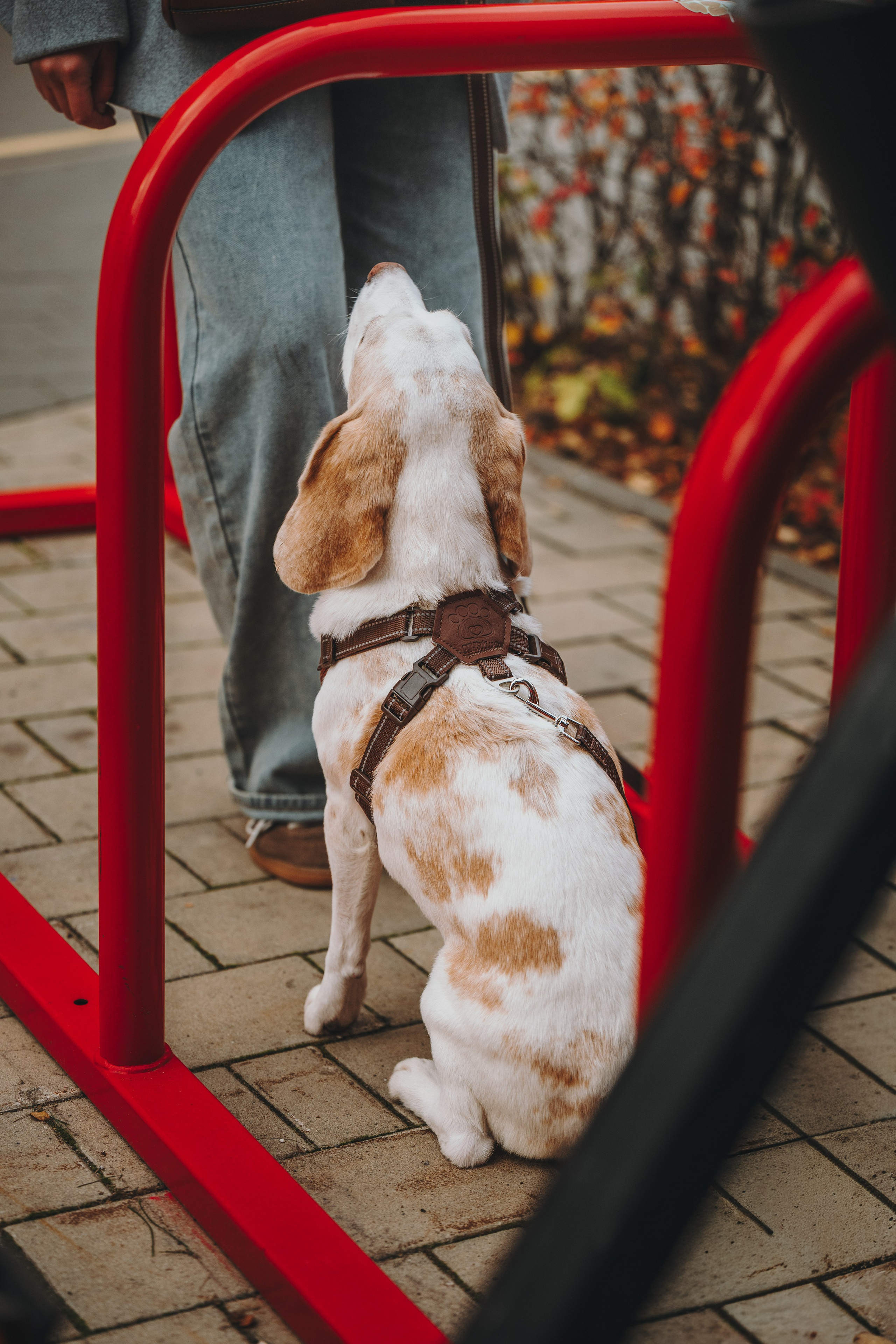 Pawsitive. Семейный фотограф анималист Ананьева Мария — Москва