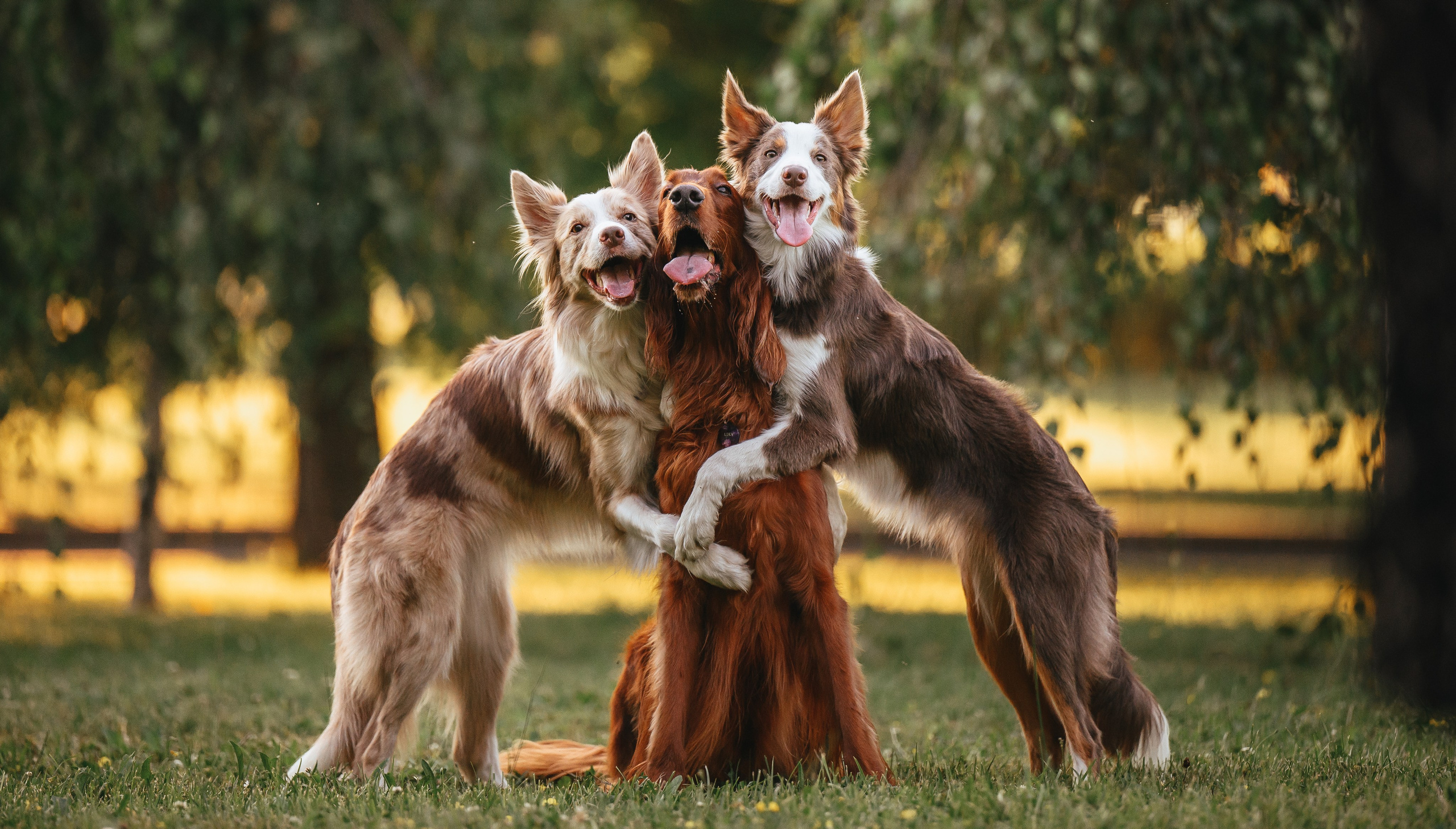 Маша, Лика, Нао и Рафта. Семейный фотограф анималист Ананьева Мария — Москва