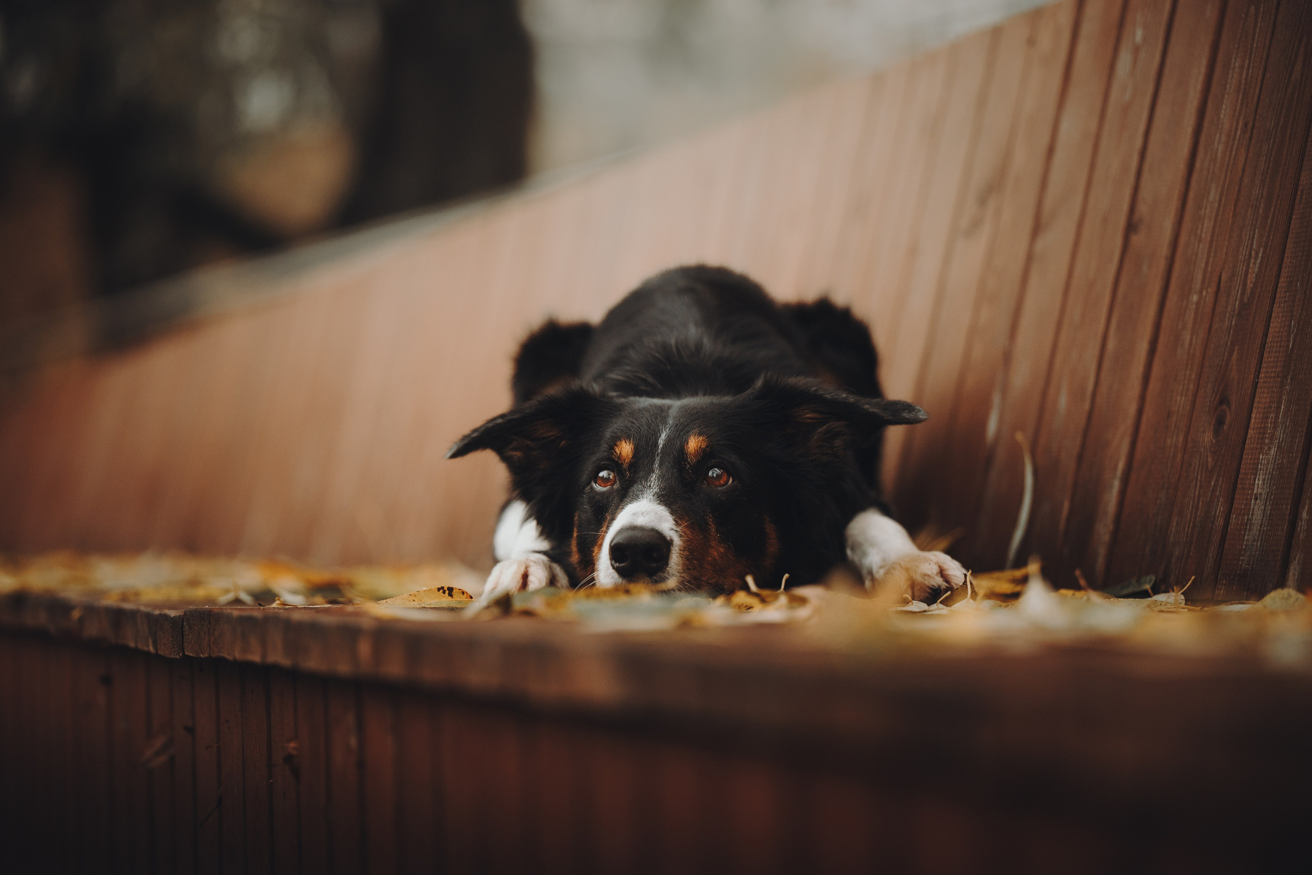 Аня, Оскар и Яр. Семейный фотограф анималист Ананьева Мария — Москва