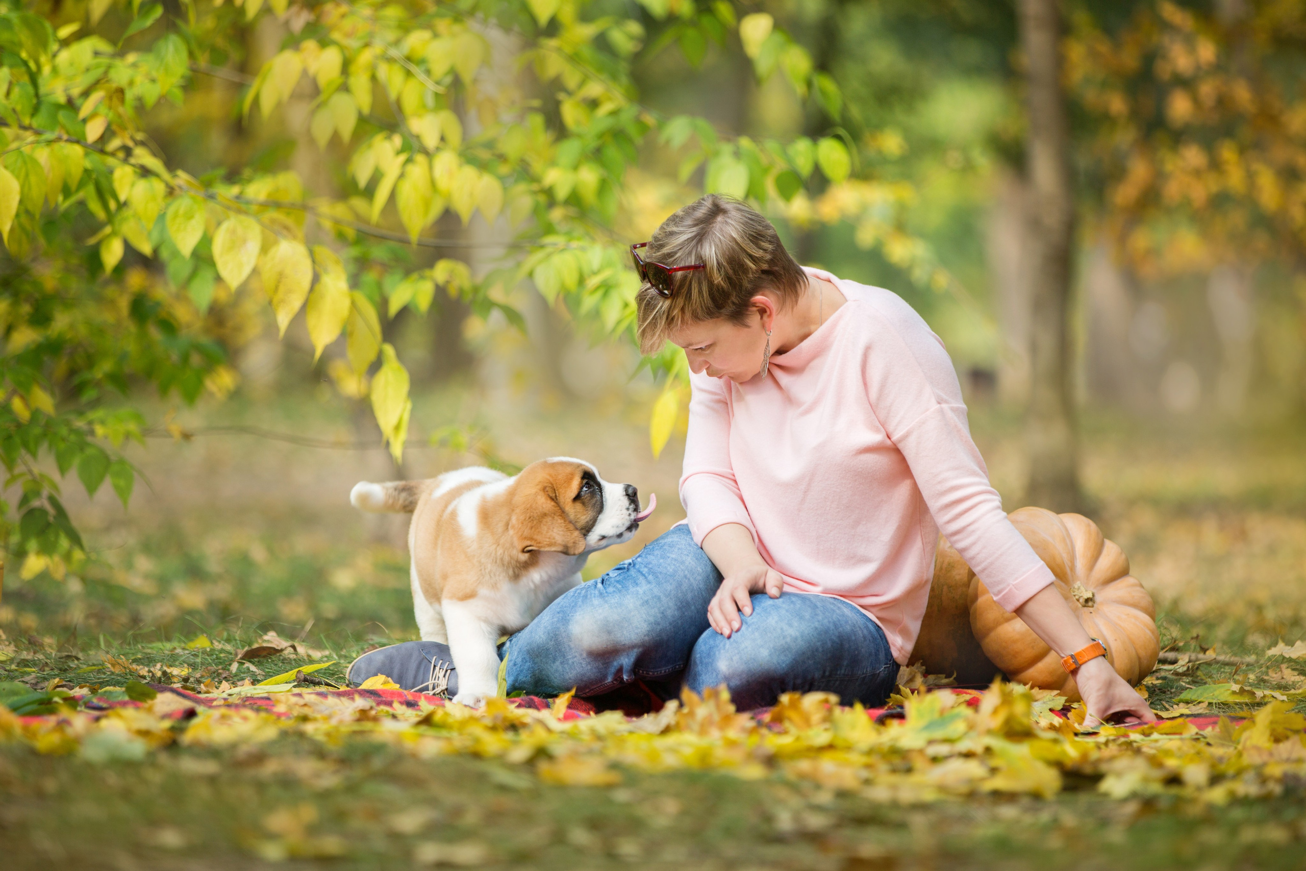 Щенки Сенбернары. Октябрь. Свадебный семейный и детский фотограф в Краснодаре Карина Федоровская