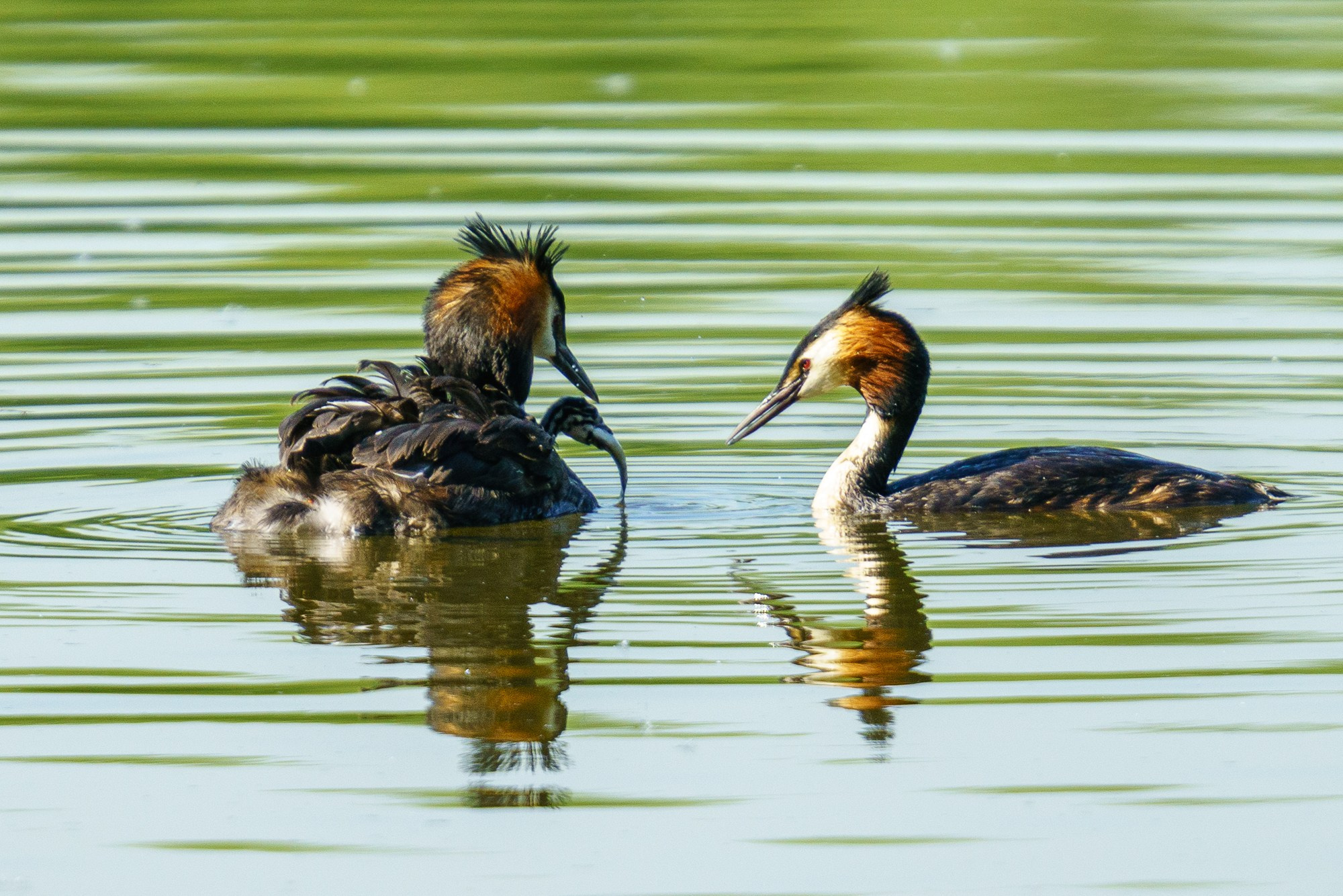 Удивительные мир птиц. Вокруг нас столько прекрасного — присмотритесь!. Ваш личный фотограф Марина Волкова