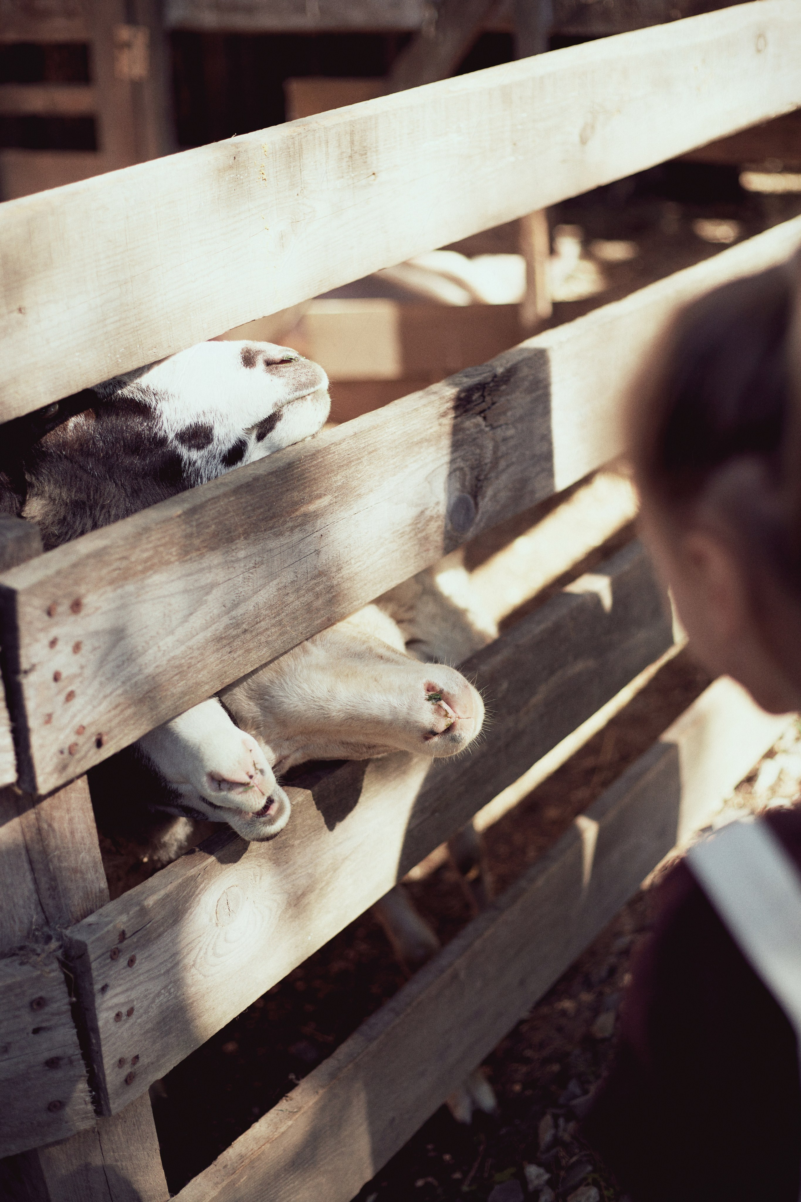 Зоопарк. Фотограф Ионова Анастасия, г Владивосток