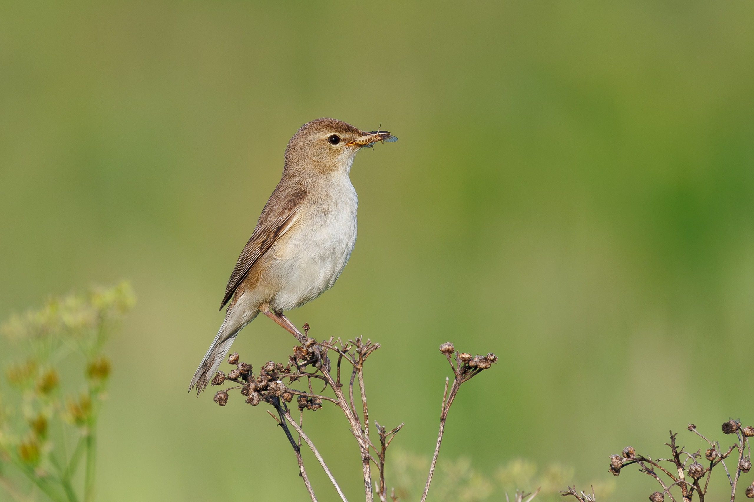 Северная бормотушка Снято на Canon EOS R8, RF 600 mm f11.