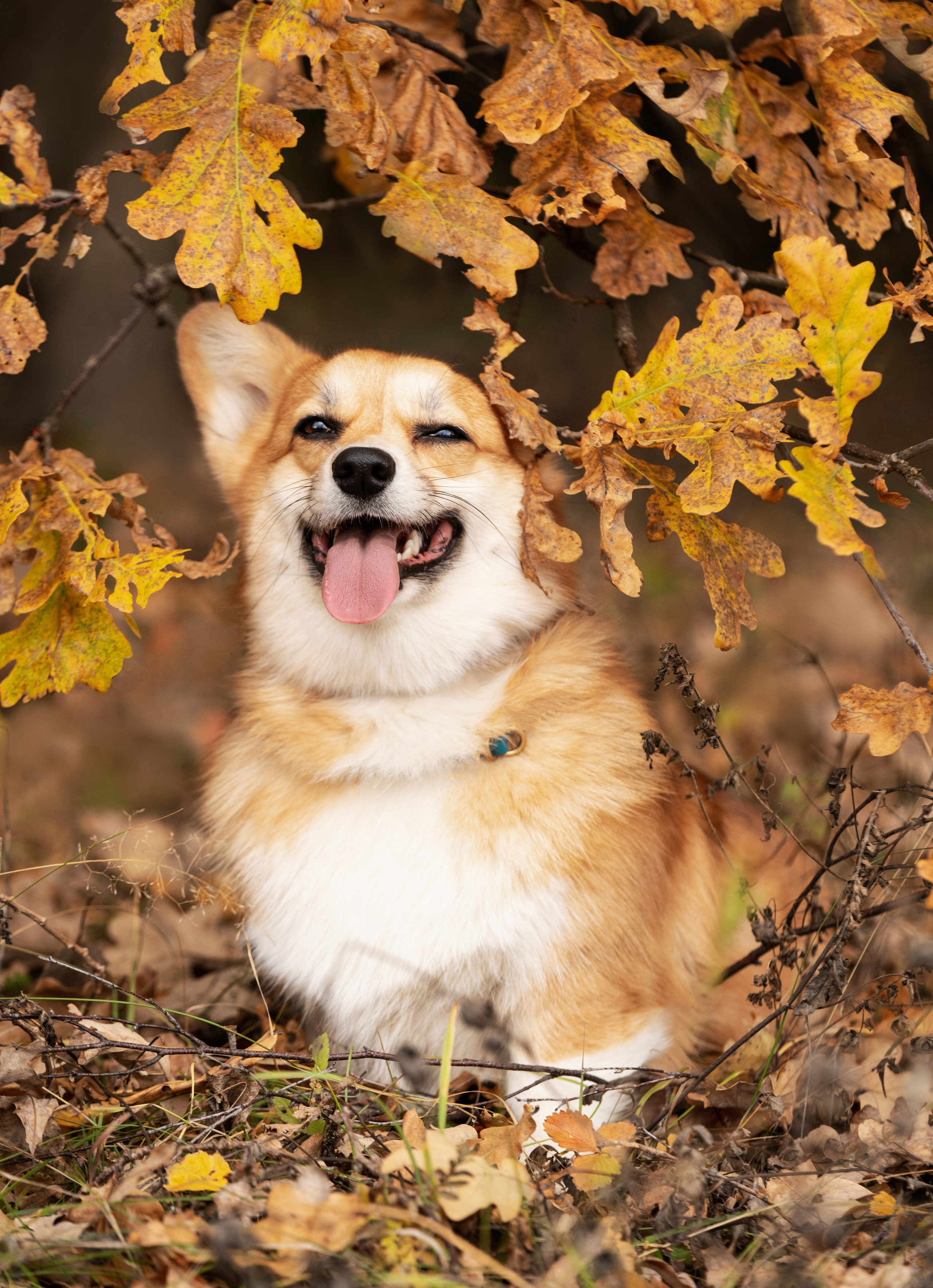 ФОТОПАМЯТЬ ВАШИХ ЭМОЦИЙ. Фотограф-анималист, семейный фотограф в Москве и Подмосковье. Фотосъёмка кинологических дисциплин