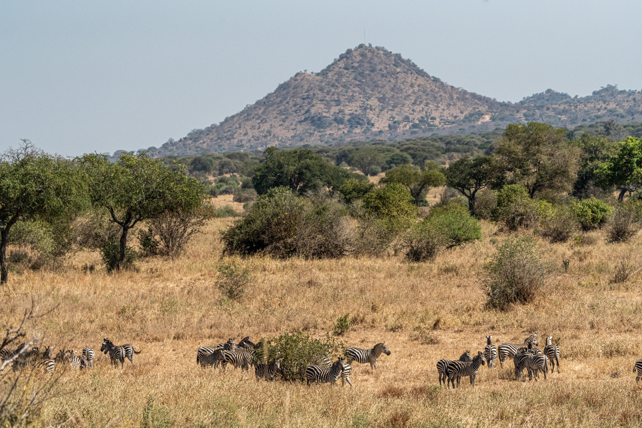 Танзания, сафари, 2025. Творческие сьемки