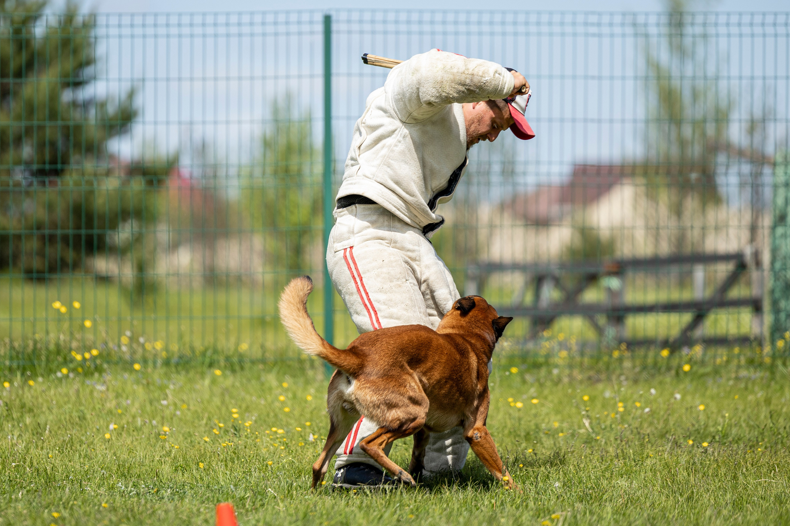 Испытания по мондьорингу в Нижнем Новгороде. Фотограф-анималист Анна Маринич
