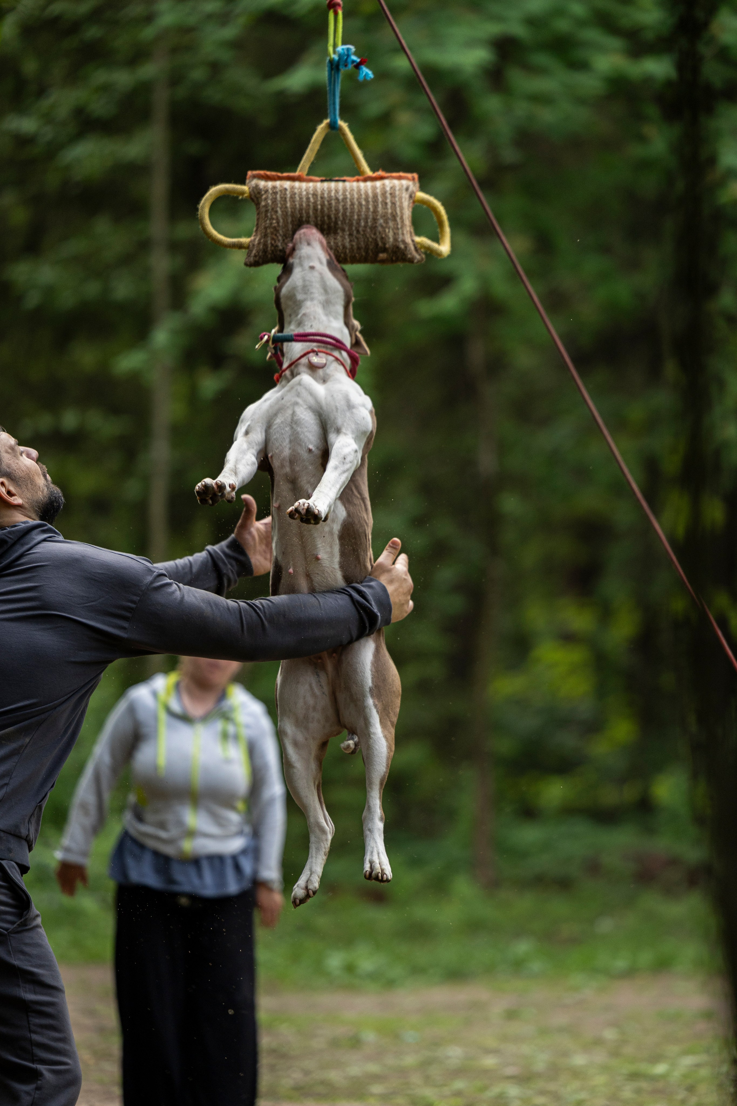Пит-стафф многоборье. Фотограф-анималист Анна Маринич
