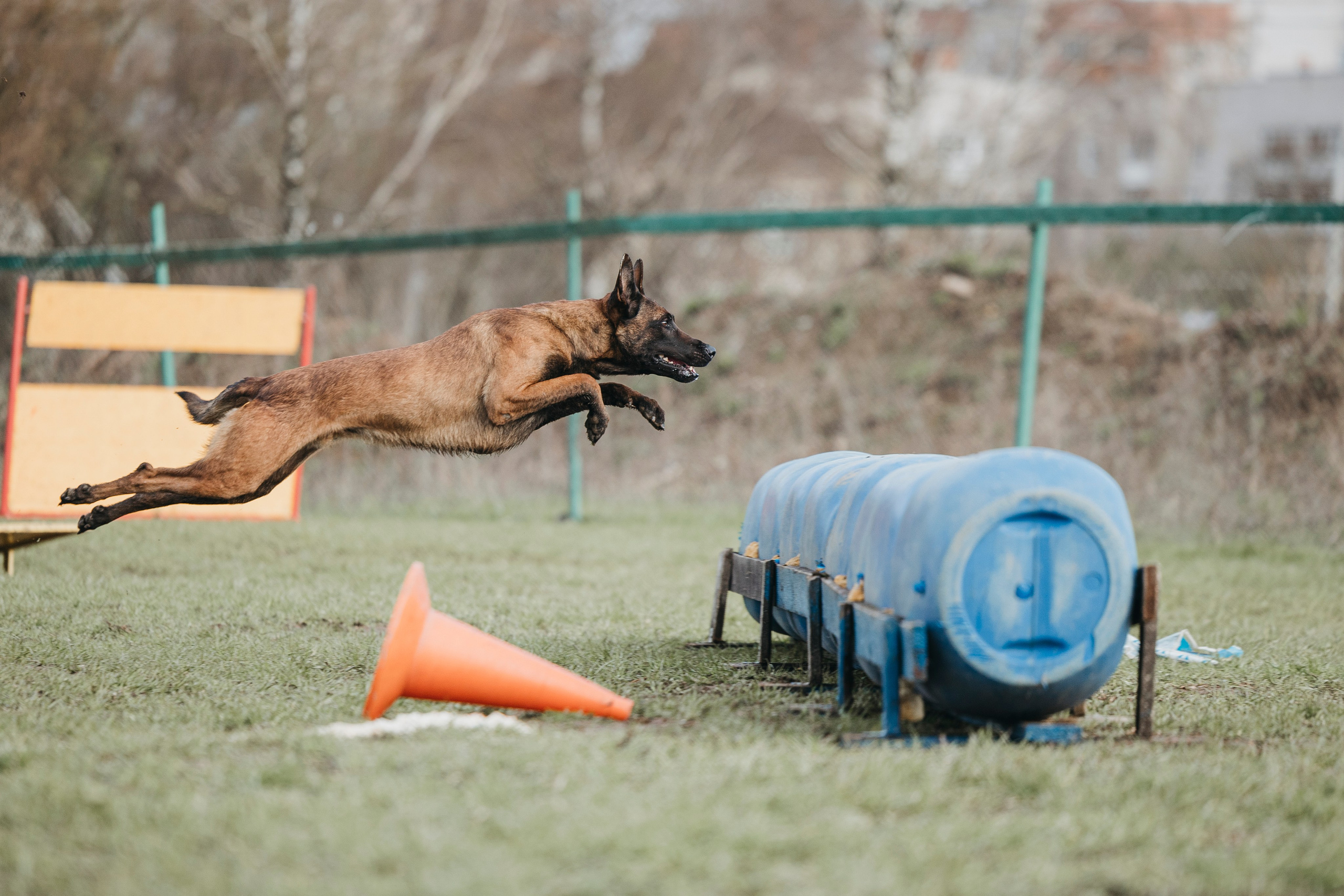 09.05.25 Вологда соревнования. Фотограф-анималист Анна Маринич