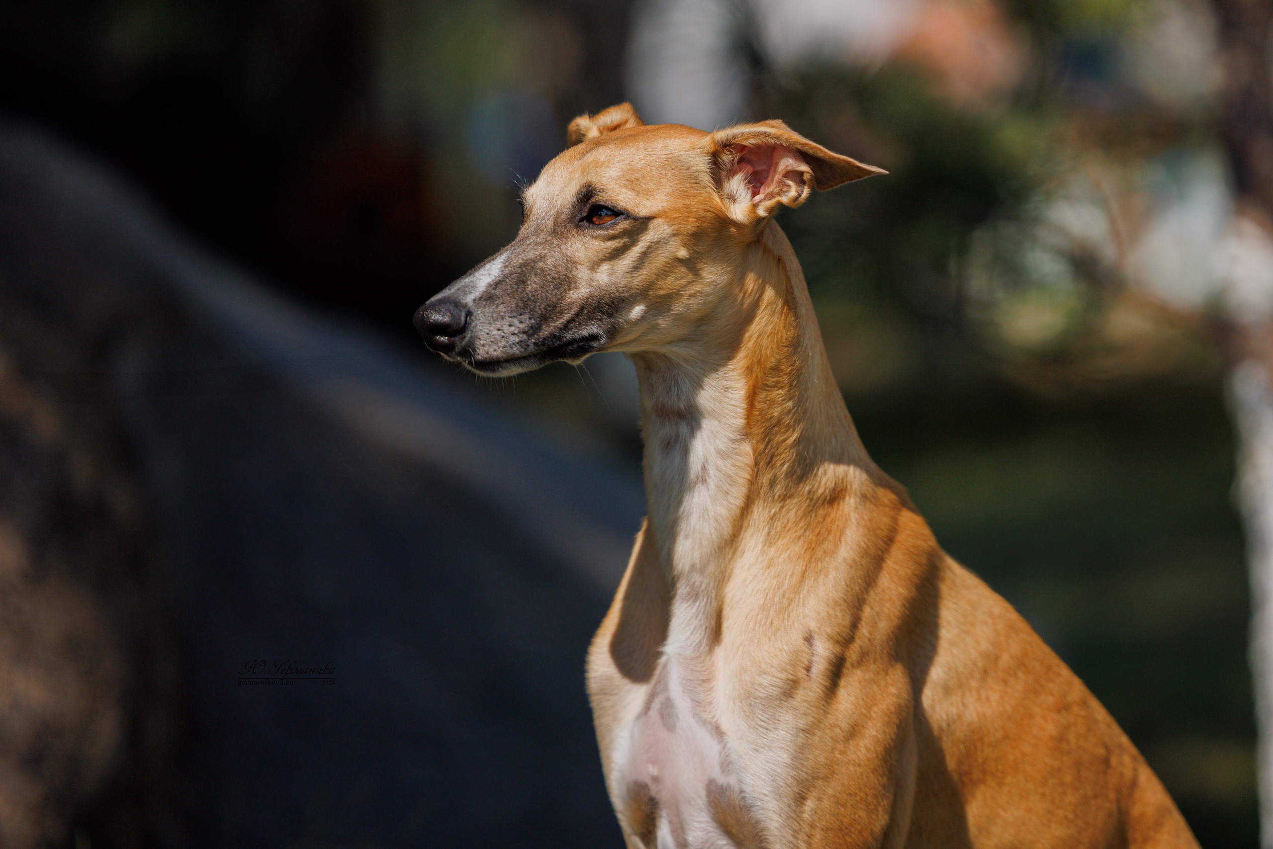 Астана 2хCACIB 17-18.08.2024. Фотограф-анималист Юлия Германика