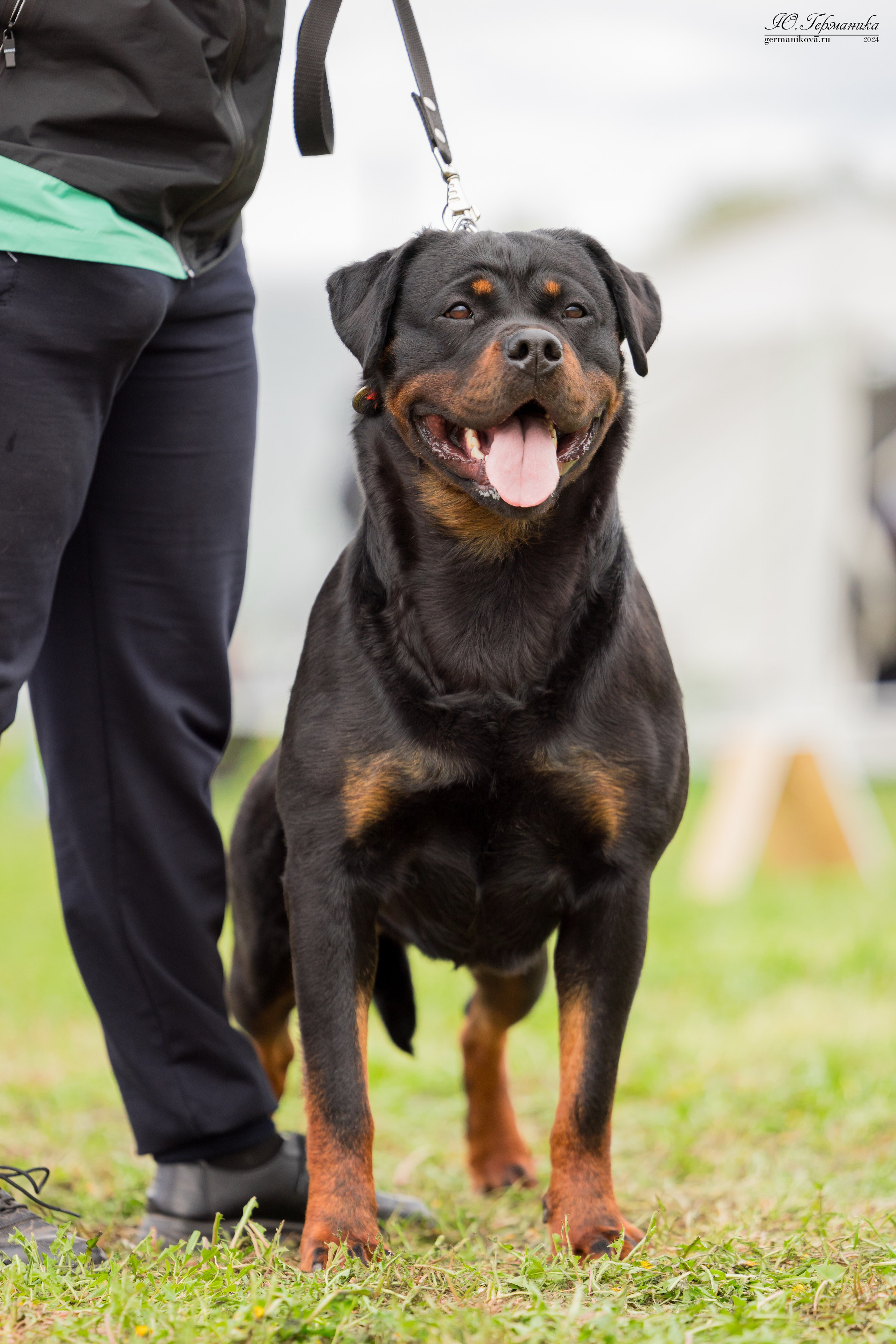 Нижний Новгород 11-12.05.2024 моно ротвейлеров. Фотограф-анималист Юлия Германика