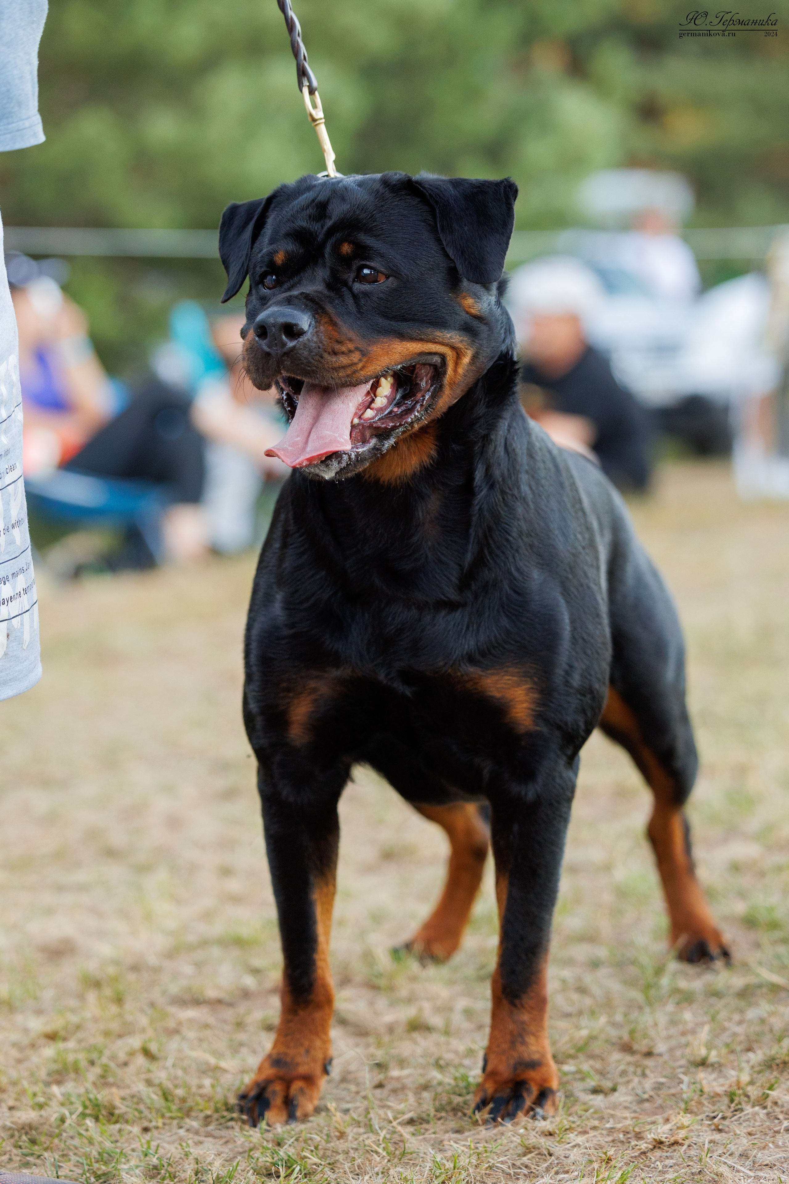 ПК и КЧК ротвейлеры Тверь 6-7.07.2024. Фотограф-анималист Юлия Германика