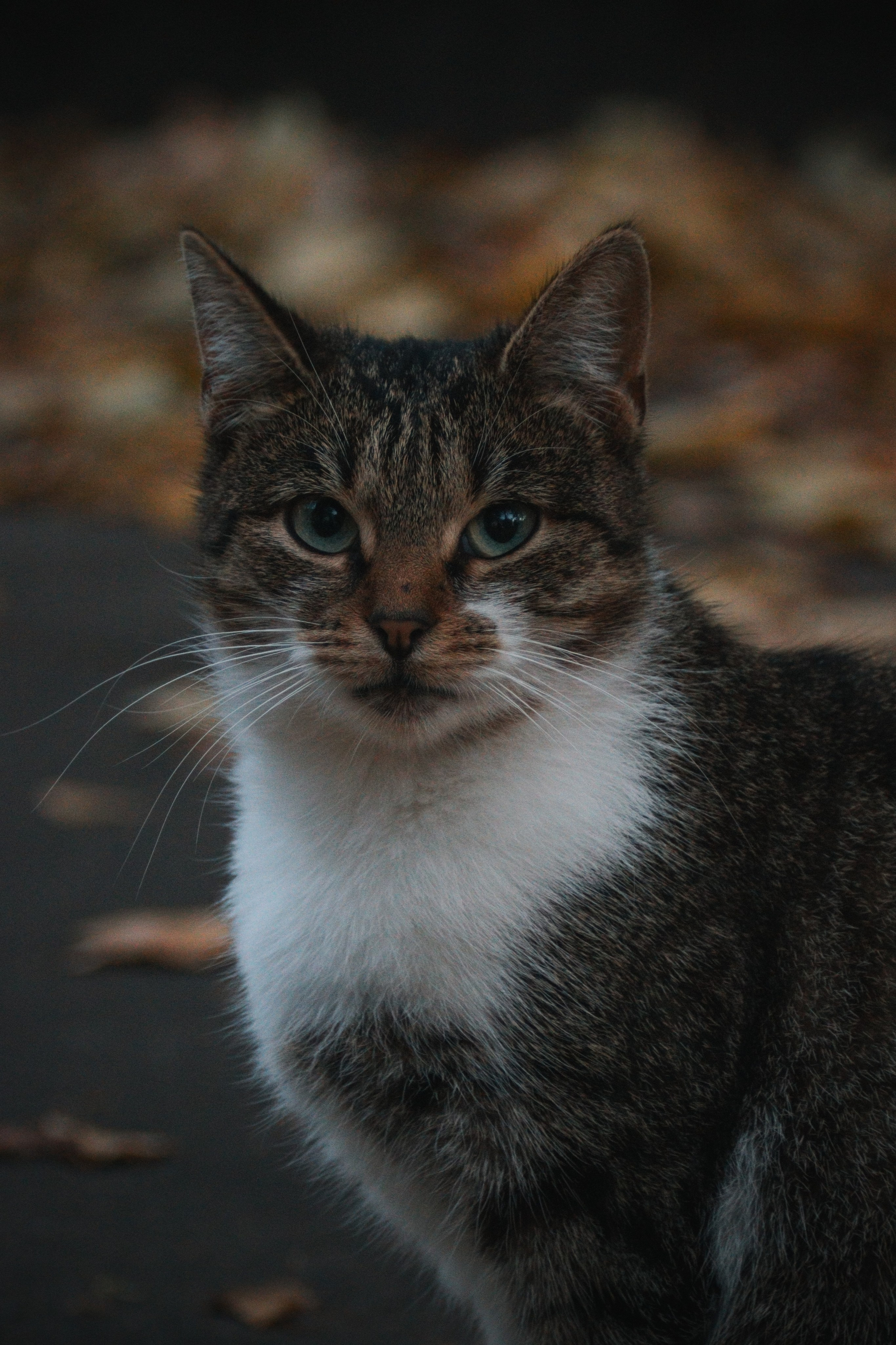 Р А З Н Ы Е — К О Т Ы. — Digital Noise —