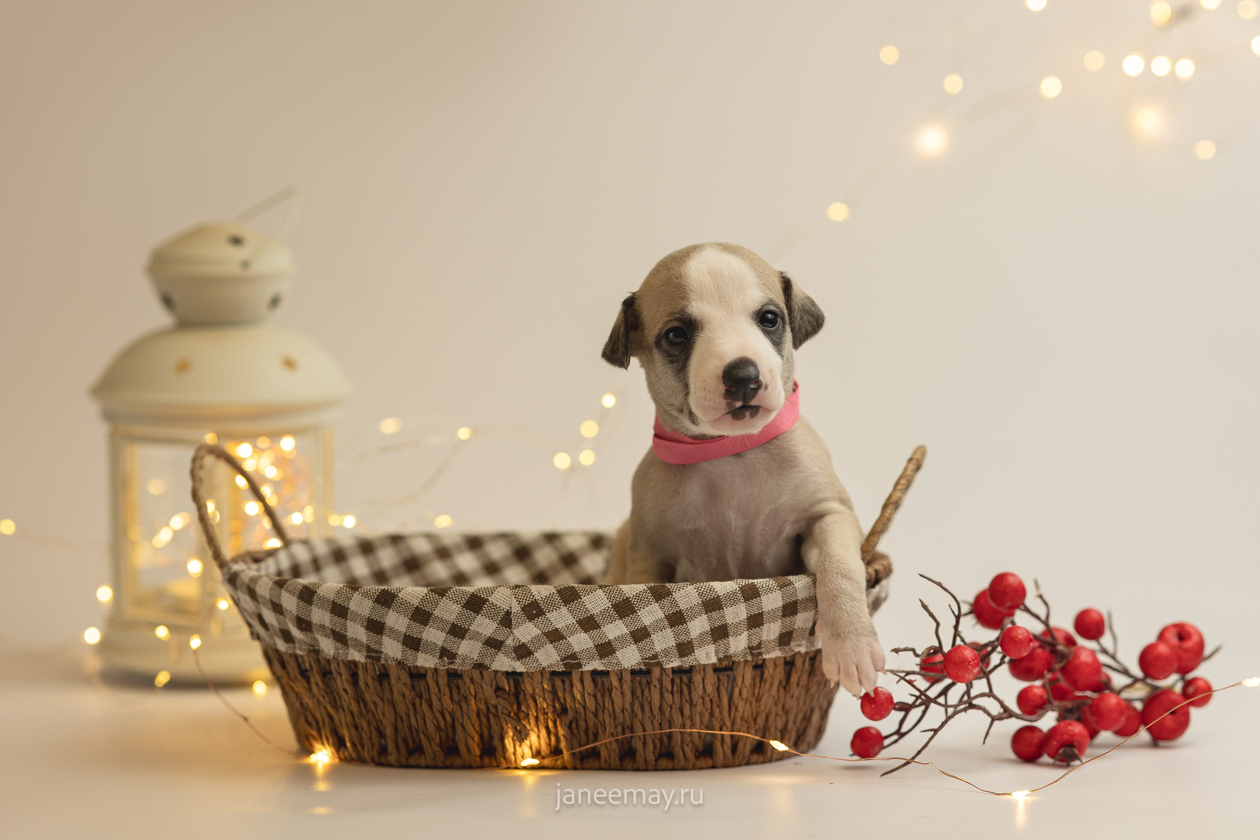Малыши уиппеты Великбековых. Фотограф анималист в Москве Майорова Евгения