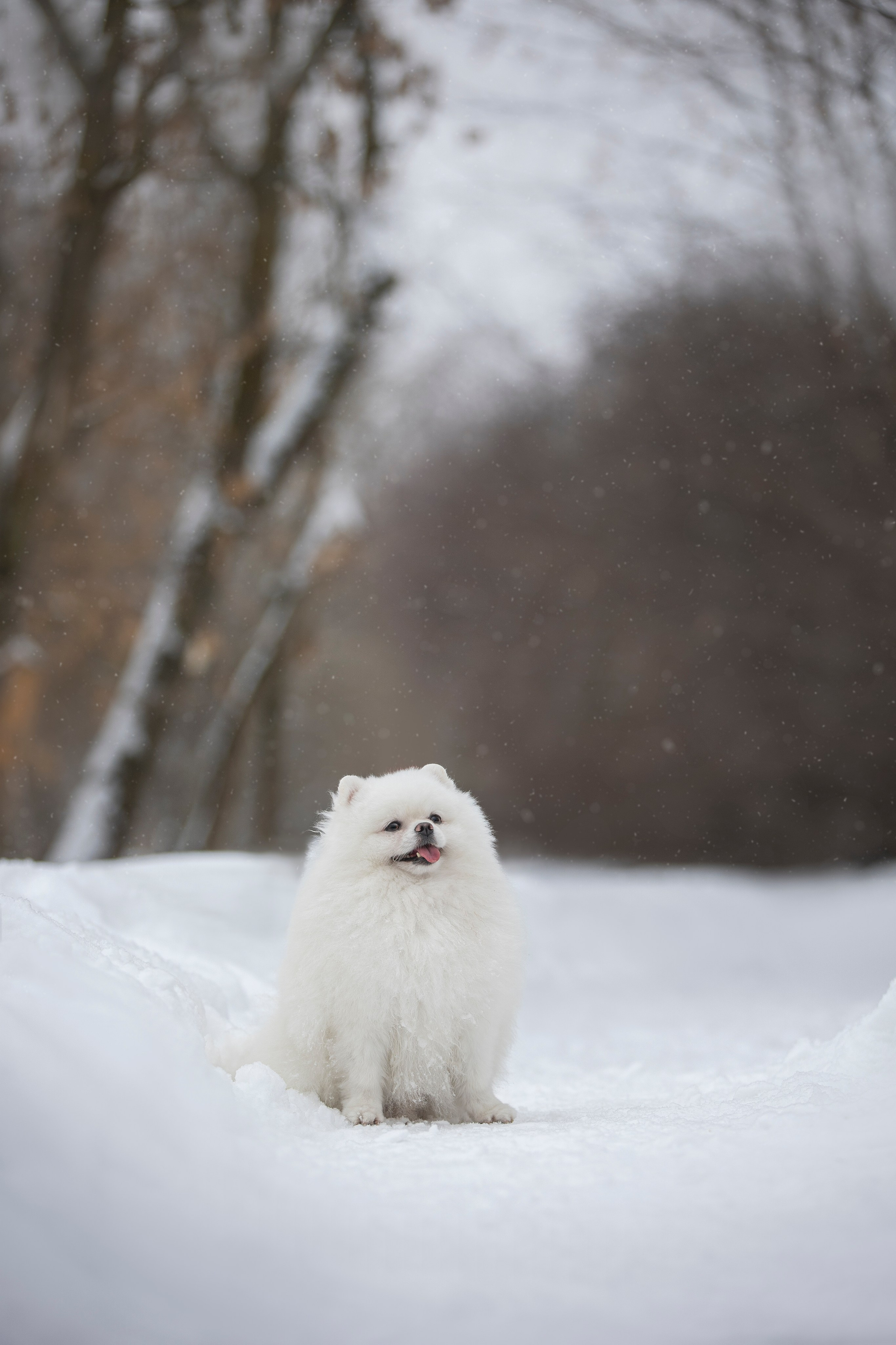 Настя, Игорь, Тесс и Марс. Фотограф анималист в Москве Майорова Евгения