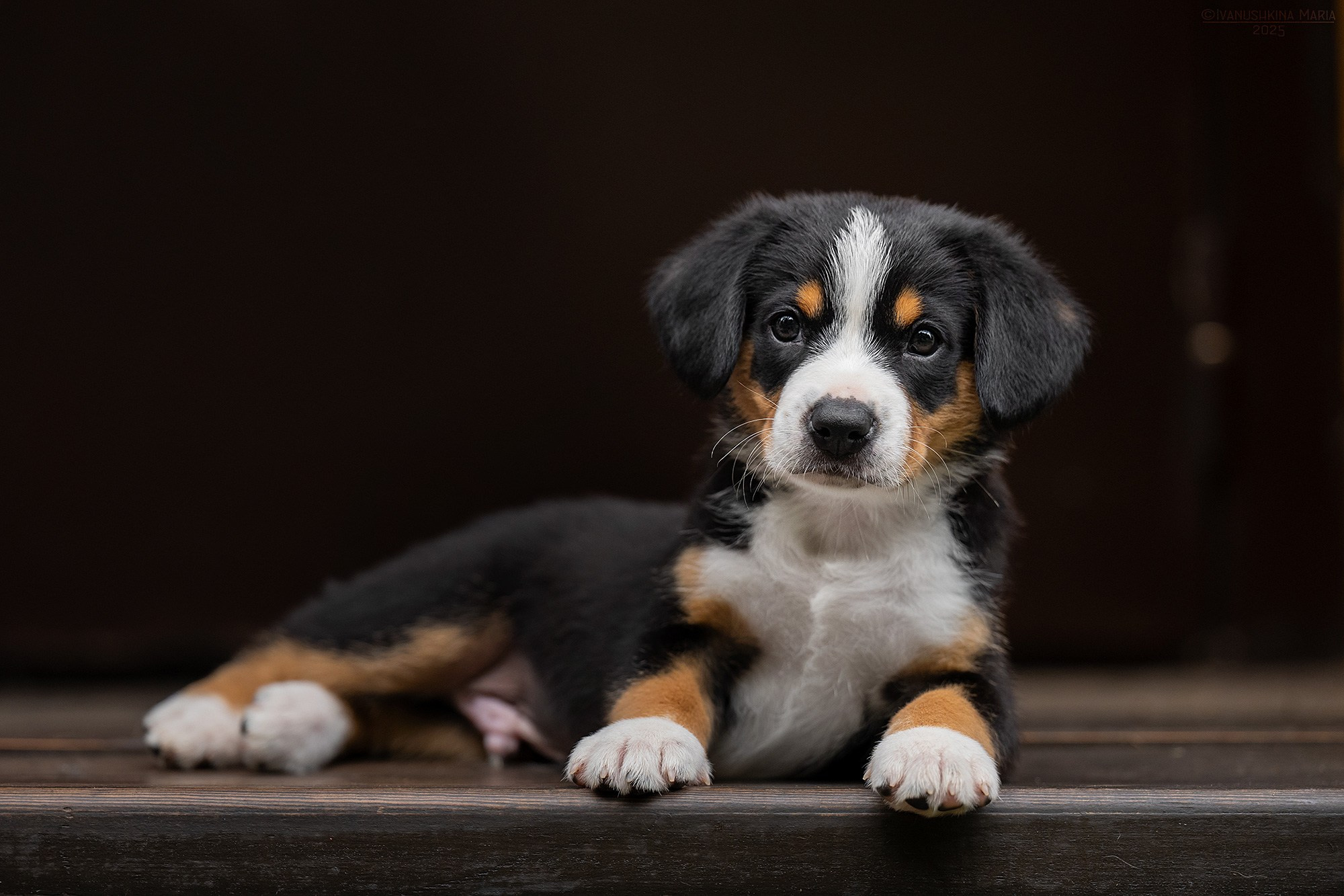 Фотосессия щенков на продажу. Фотограф собак в Москве и Московской области Иванушкина Мария