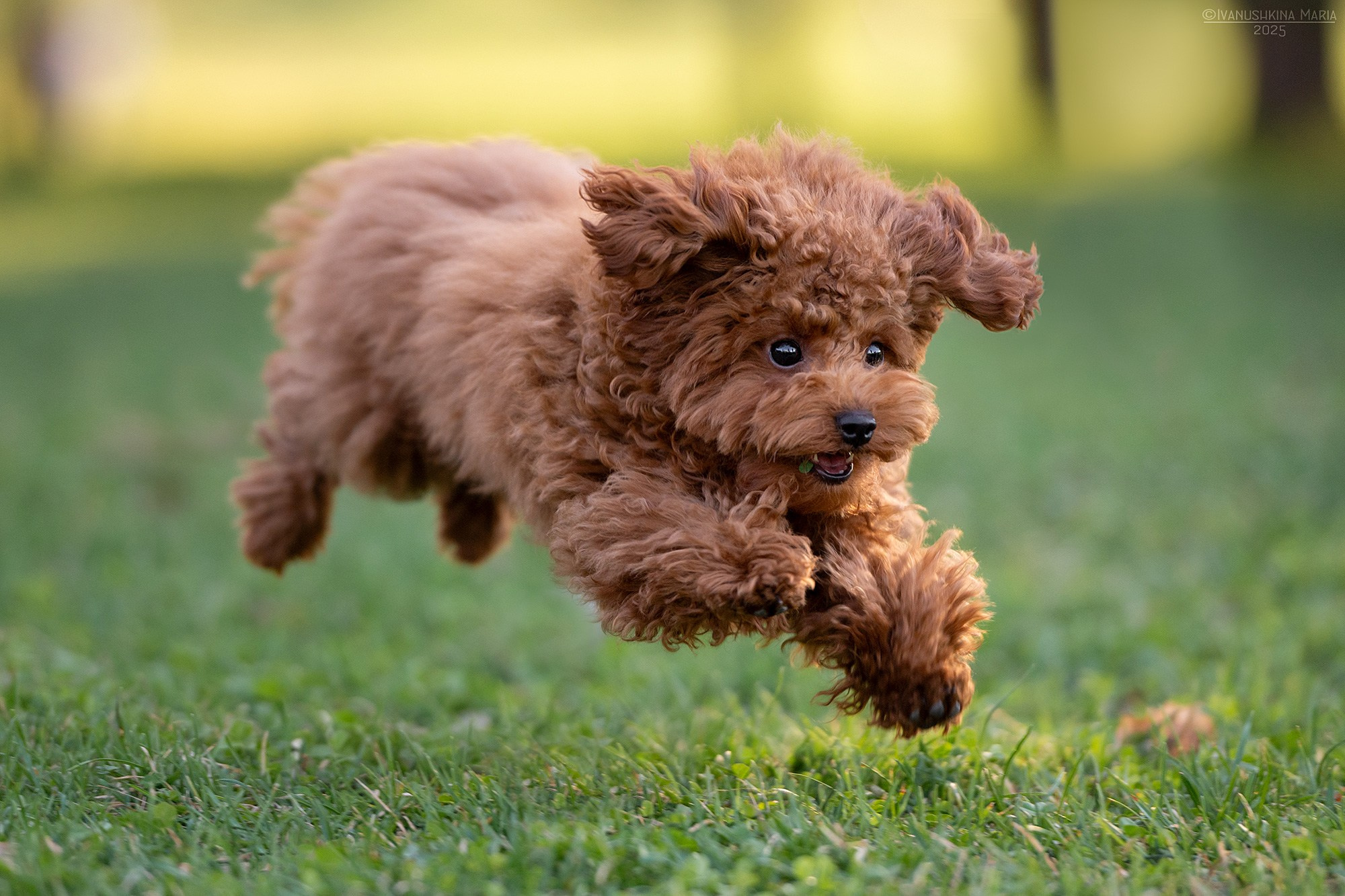 Фотосессия щенков на продажу. Фотограф собак в Москве и Московской области Иванушкина Мария