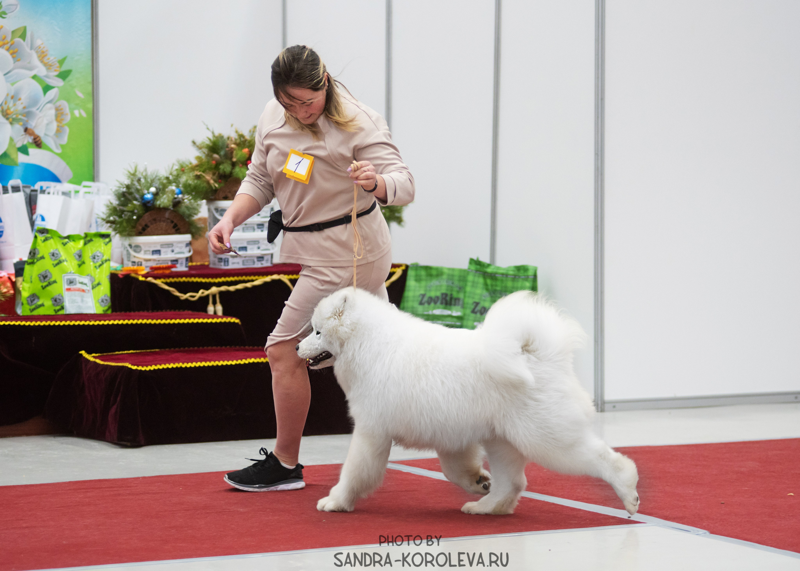 Выставка собак тюмень 10.12.2022. Дог-фотограф в Тюмени Александра Королева