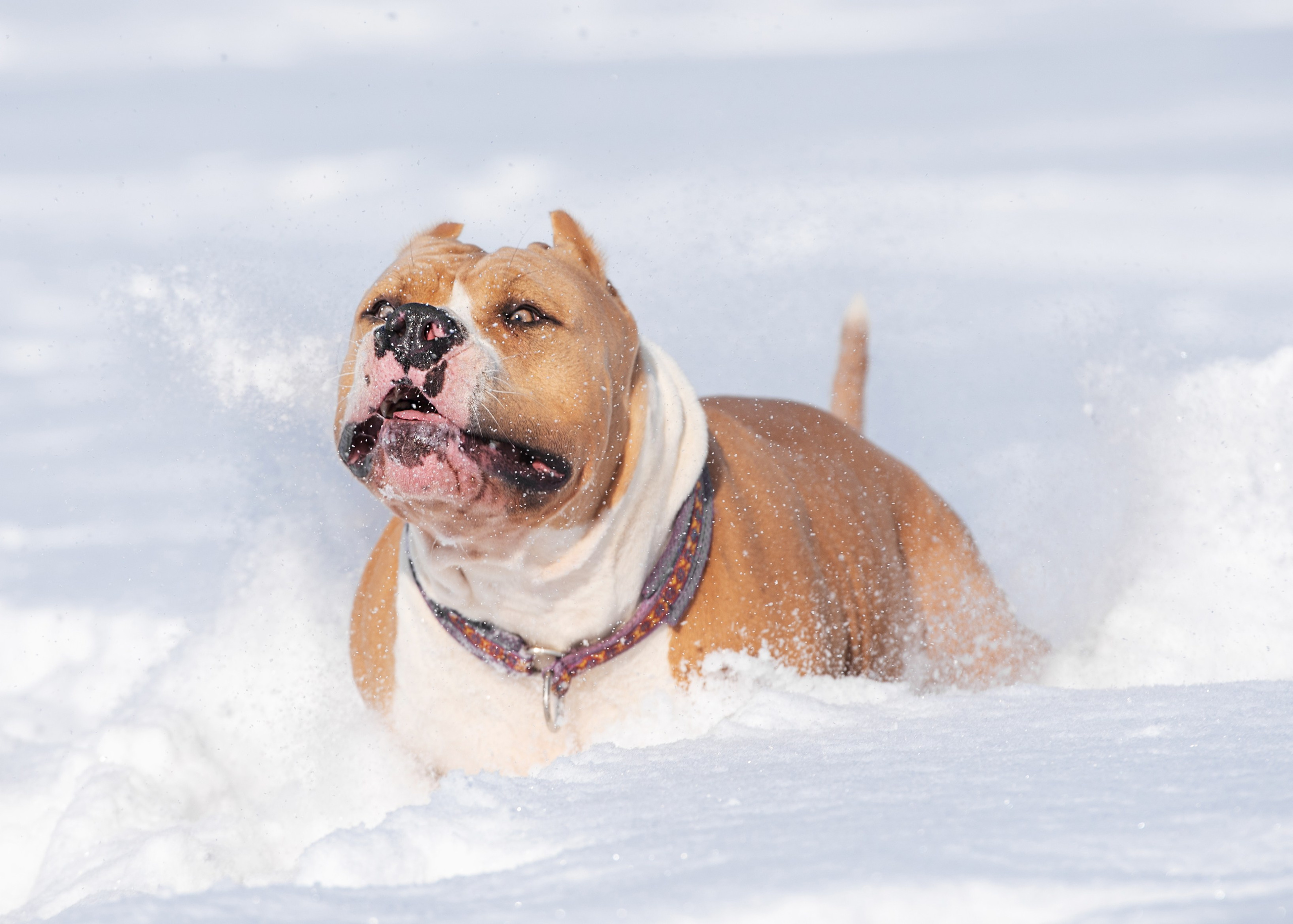 Булли. Дог-фотограф в Тюмени Александра Королева