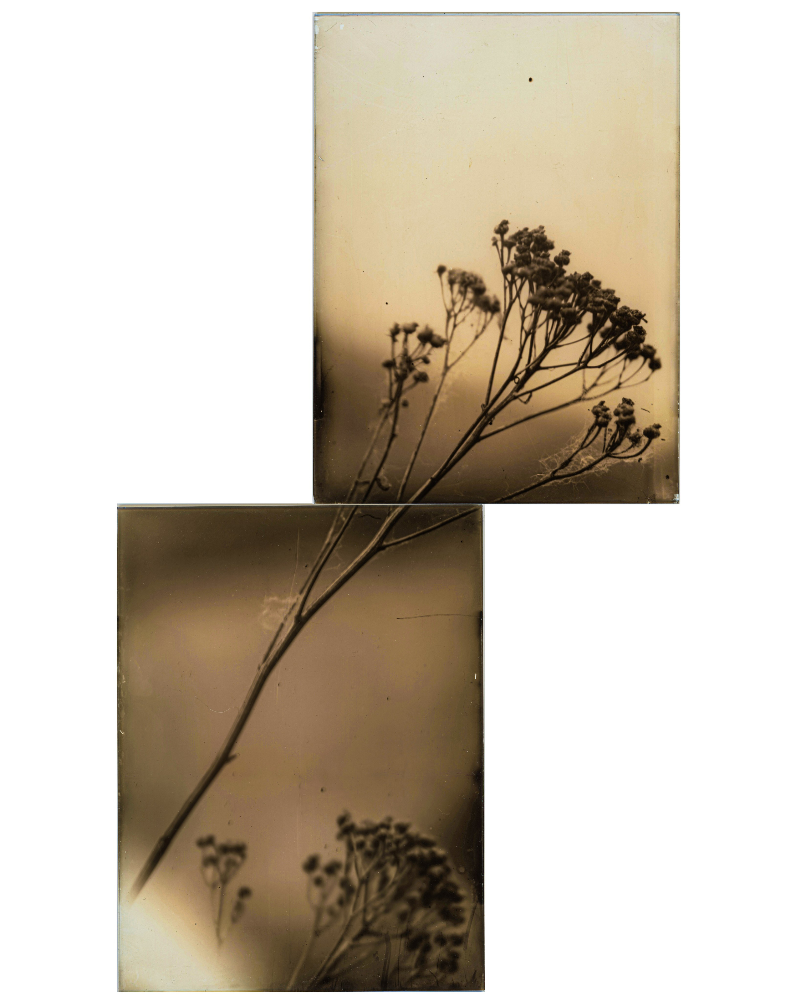 Lith prints. Darkroom aesthetics