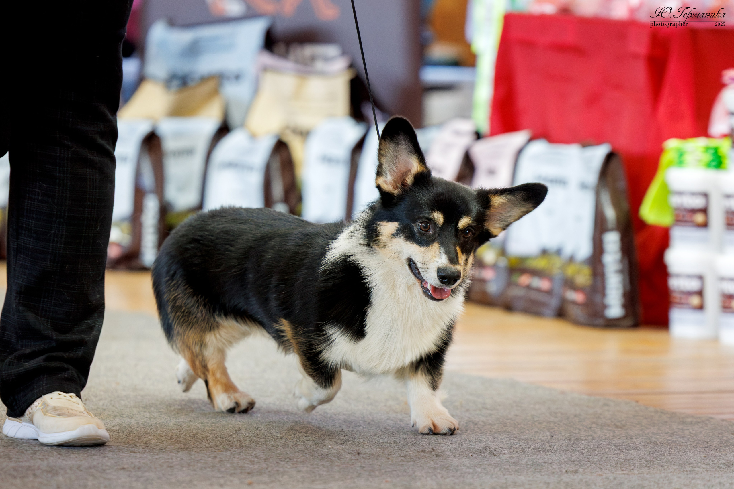 Тверь 12.04,Сфера 13.04,Сергиев Посад 19.04.2025. Фотограф-анималист Юлия Германика