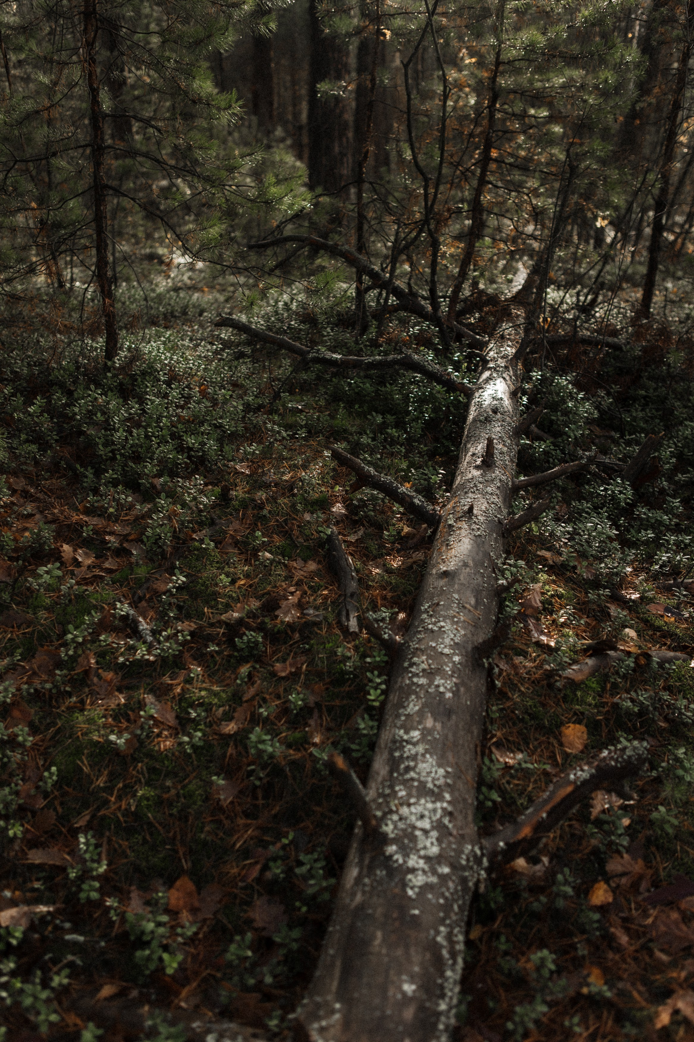 Ирина. Фотограф Москва и Московская область