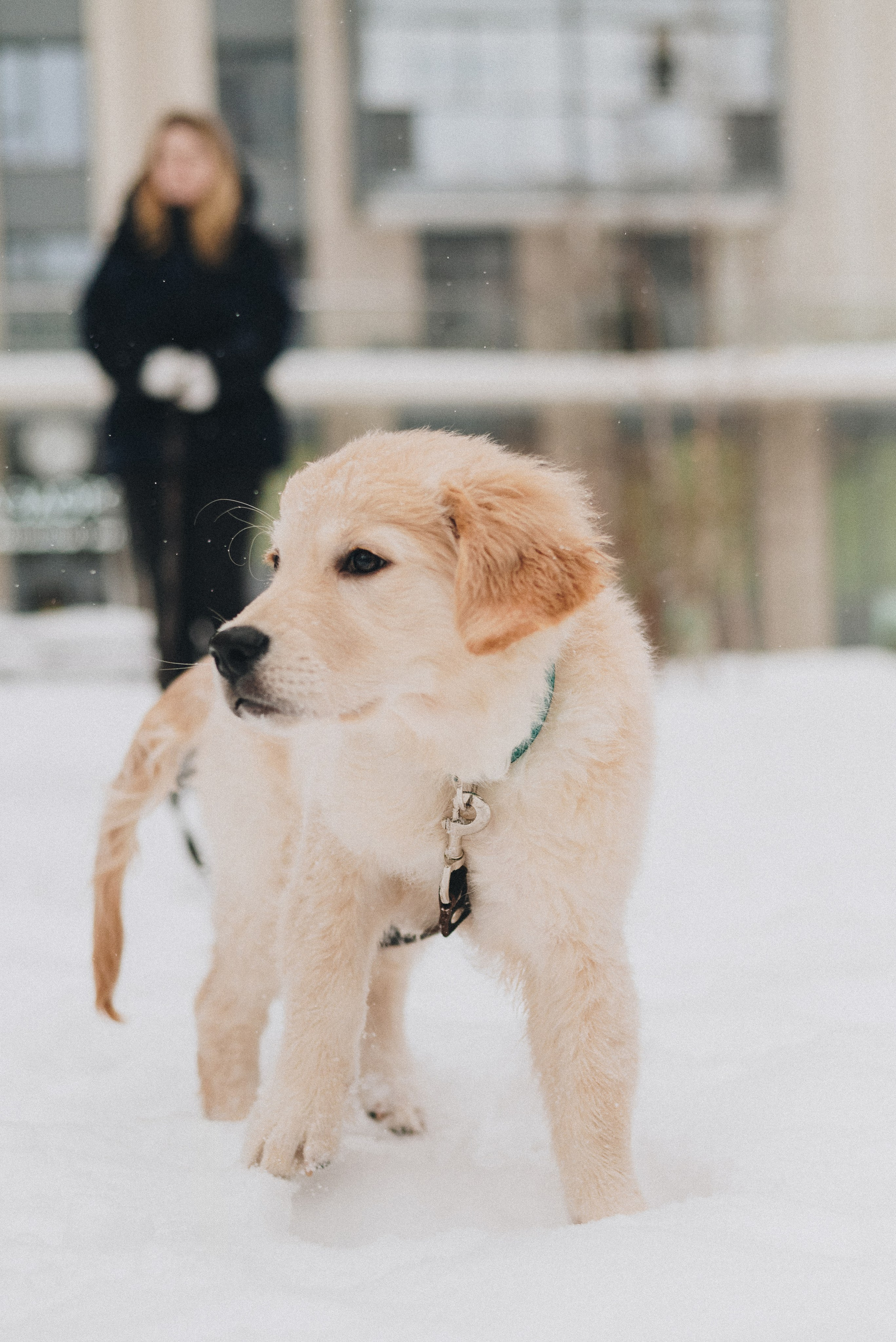 Sonia, Denis & Baggi. Natalia Finch Photography — Family, Kids & Pet Photographer in Chicago, IL