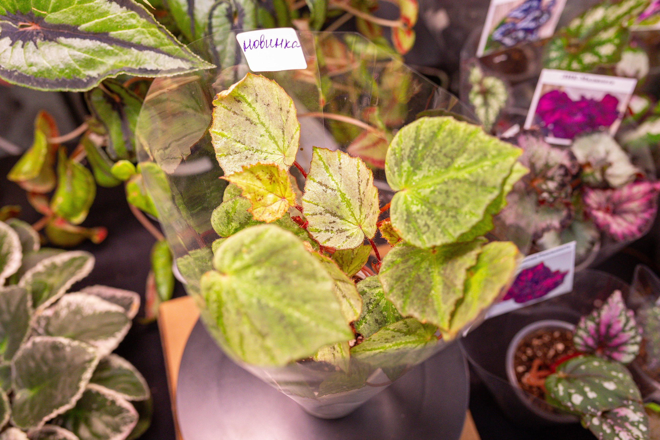 Монстериум 11–12 октября. Александра Куликова фотограф, Москва