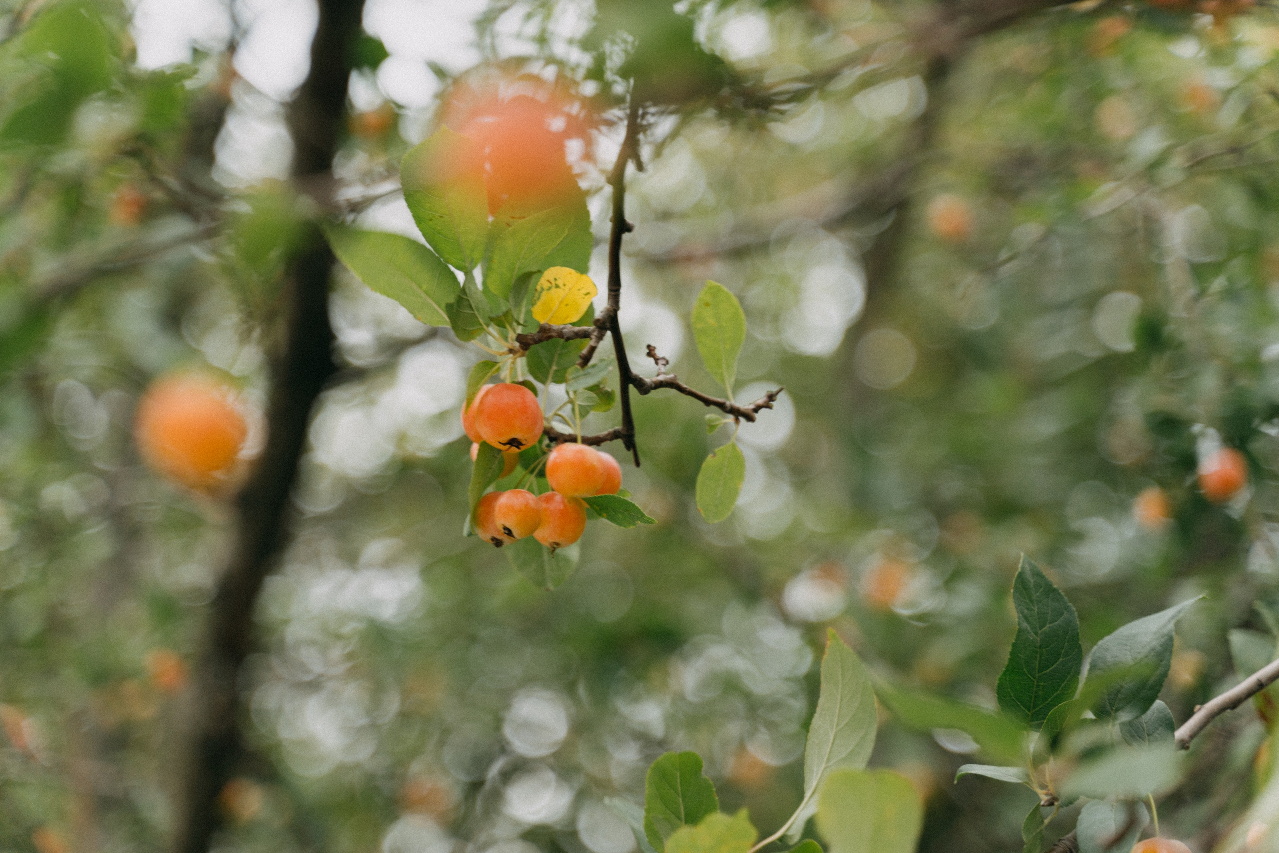 Полина и Кирилл. Фотограф в Санкт-Петербурге Юлия Гербель