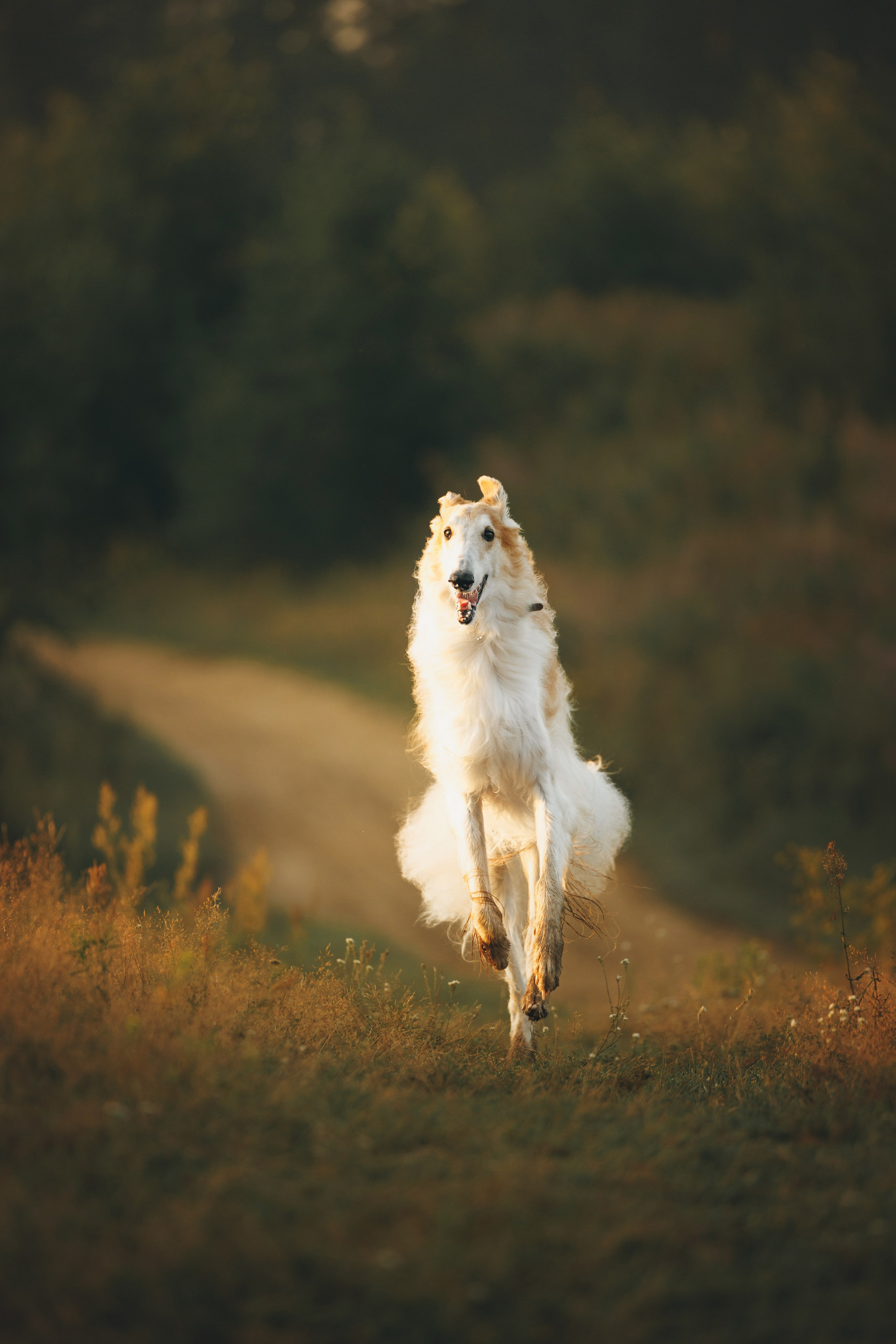 Сергей, Оксана и Жара. Фотограф анималист Осипчикова Мария