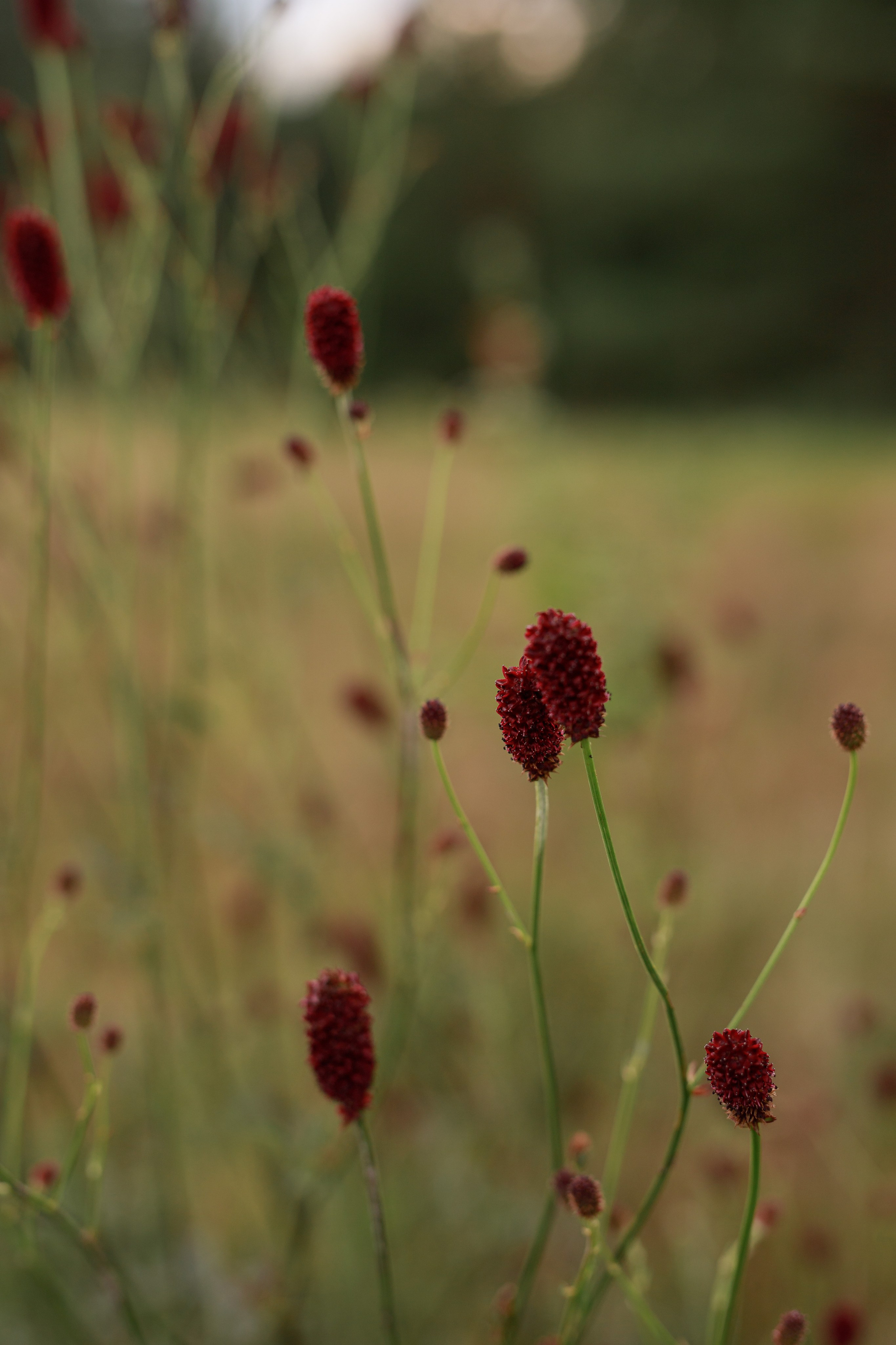 Ксения. Фотограф Анастасия Петрова