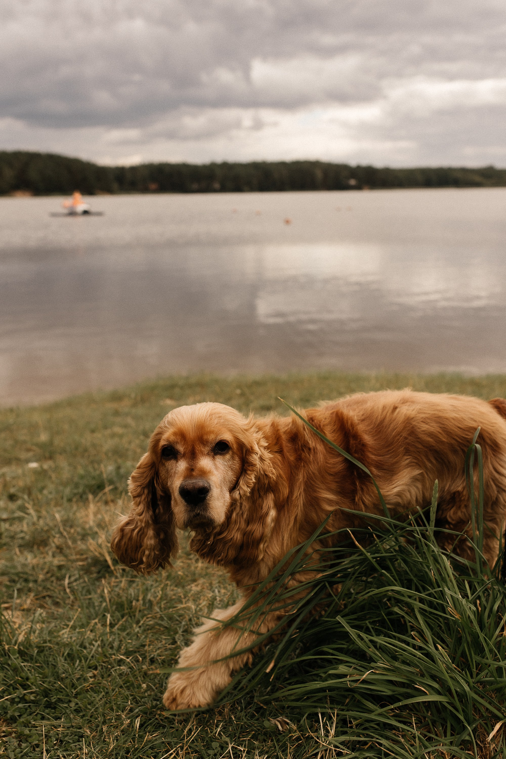 Love Story на Юбилейном озере. Свадебный и семейный фотограф Виолетта Сидельникова. Краснодар, Россия, Беларусь, Европа